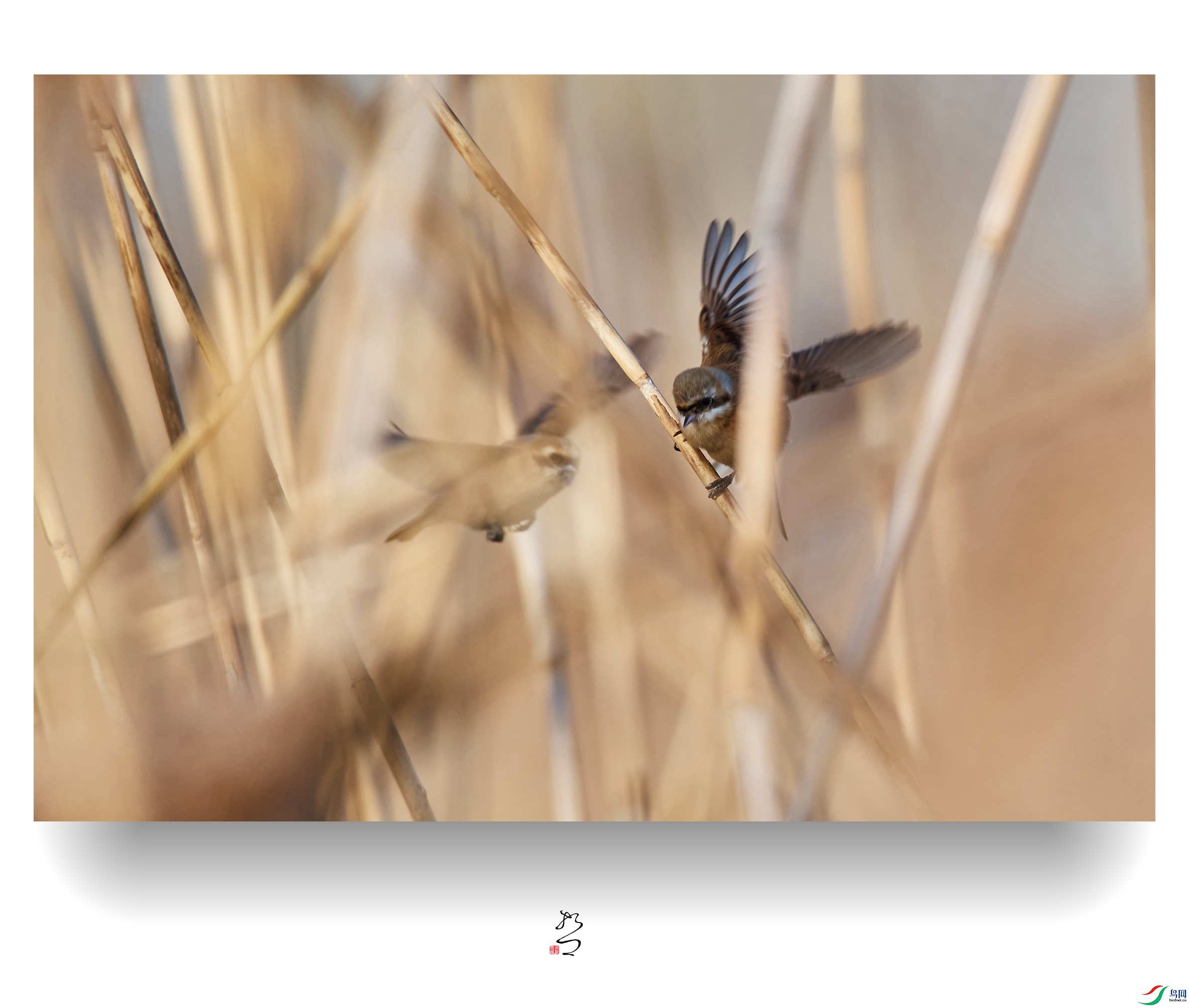 ����ʪ�� ̫ƽʪ��2022-12-11DSC_8900_����.jpg