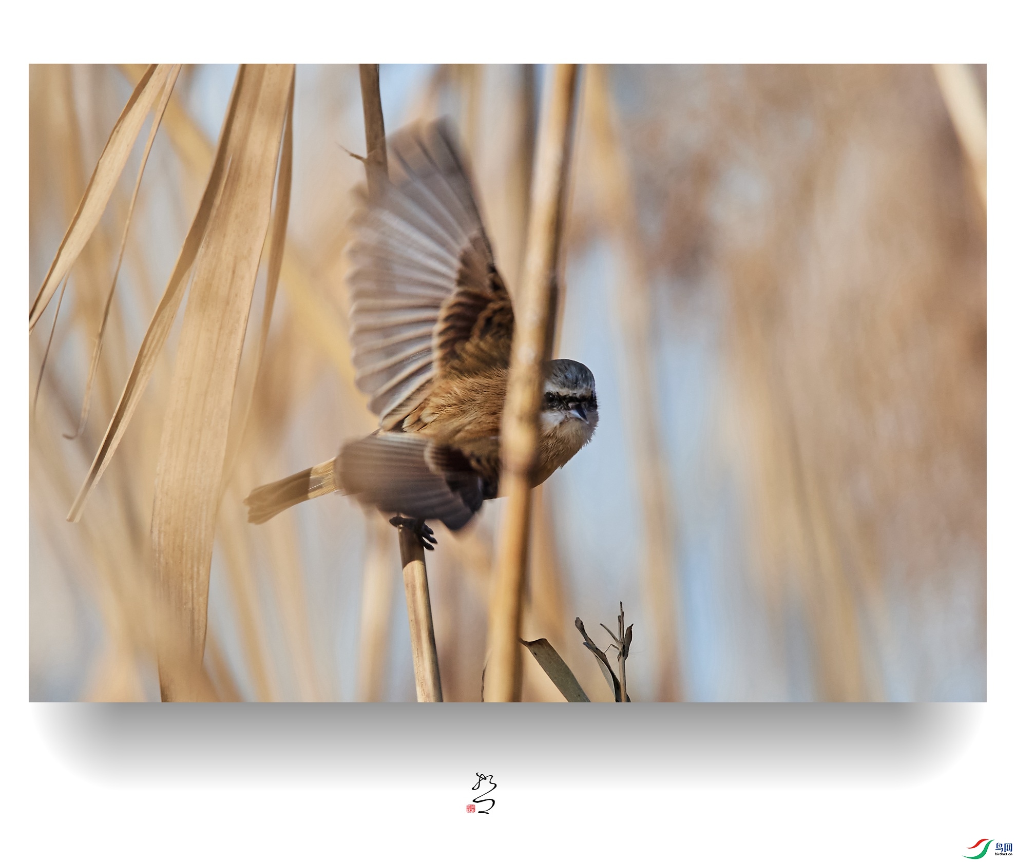 ����ʪ�� ̫ƽʪ��2022-12-11DSC_9038_����.jpg