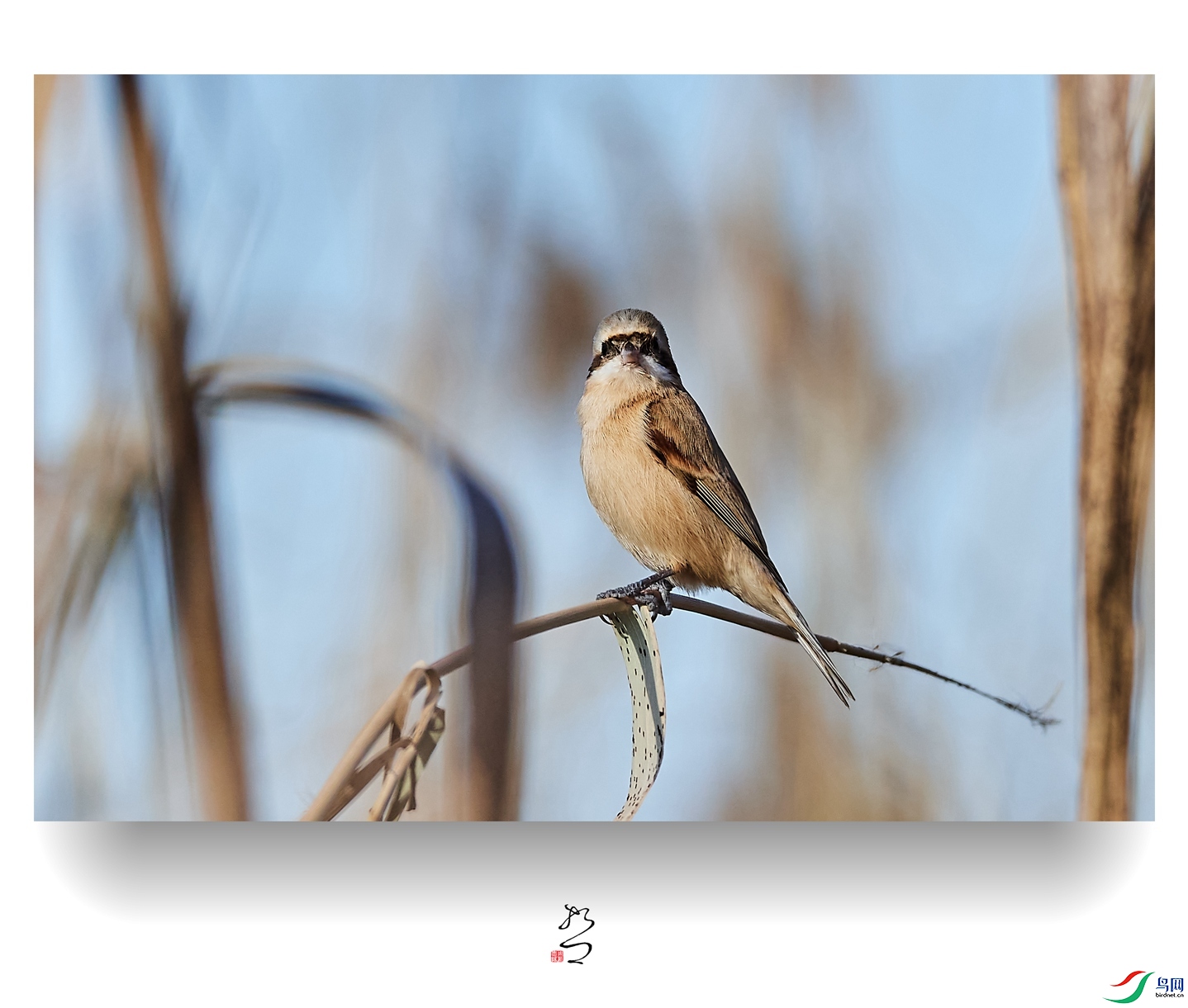 ����ʪ�� ̫ƽʪ��2022-12-11DSC_9117_����.jpg