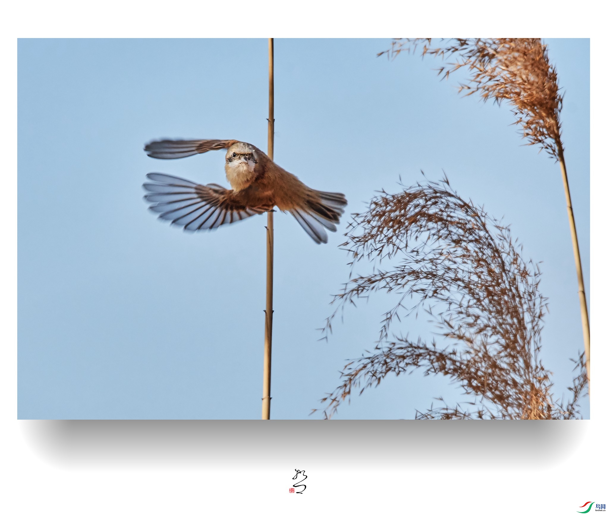 ����ʪ�� ̫ƽʪ��2022-12-11DSC_9098_����.jpg