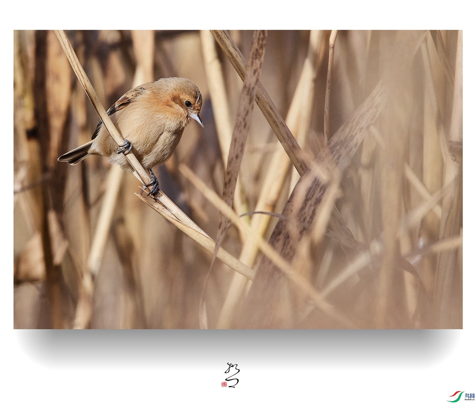 ����ʪ�� ̫ƽʪ��2022-12-11DSC_9078_����.jpg