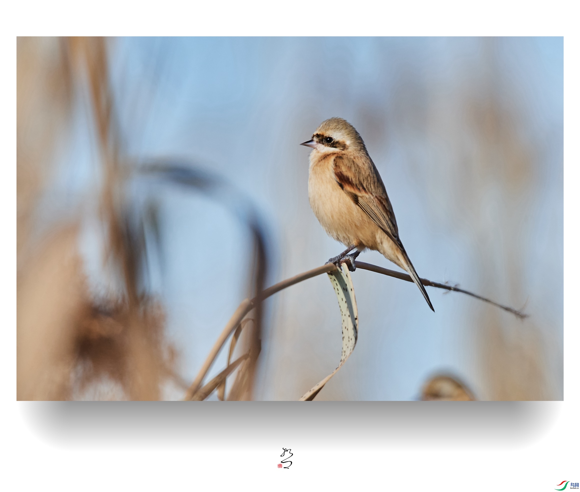 ����ʪ�� ̫ƽʪ��2022-12-11DSC_9115_����.jpg