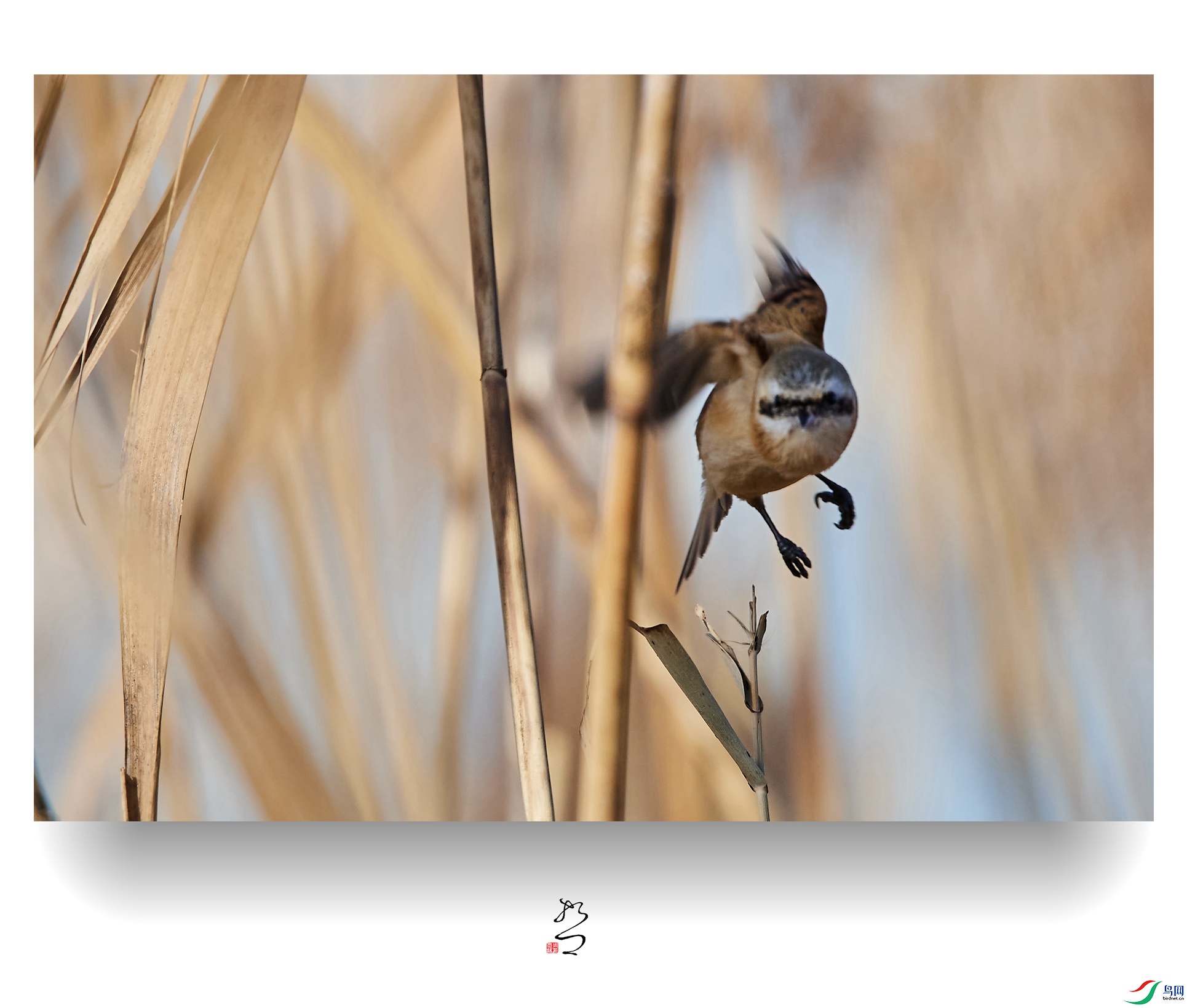 ����ʪ�� ̫ƽʪ��2022-12-11DSC_9039_����.jpg