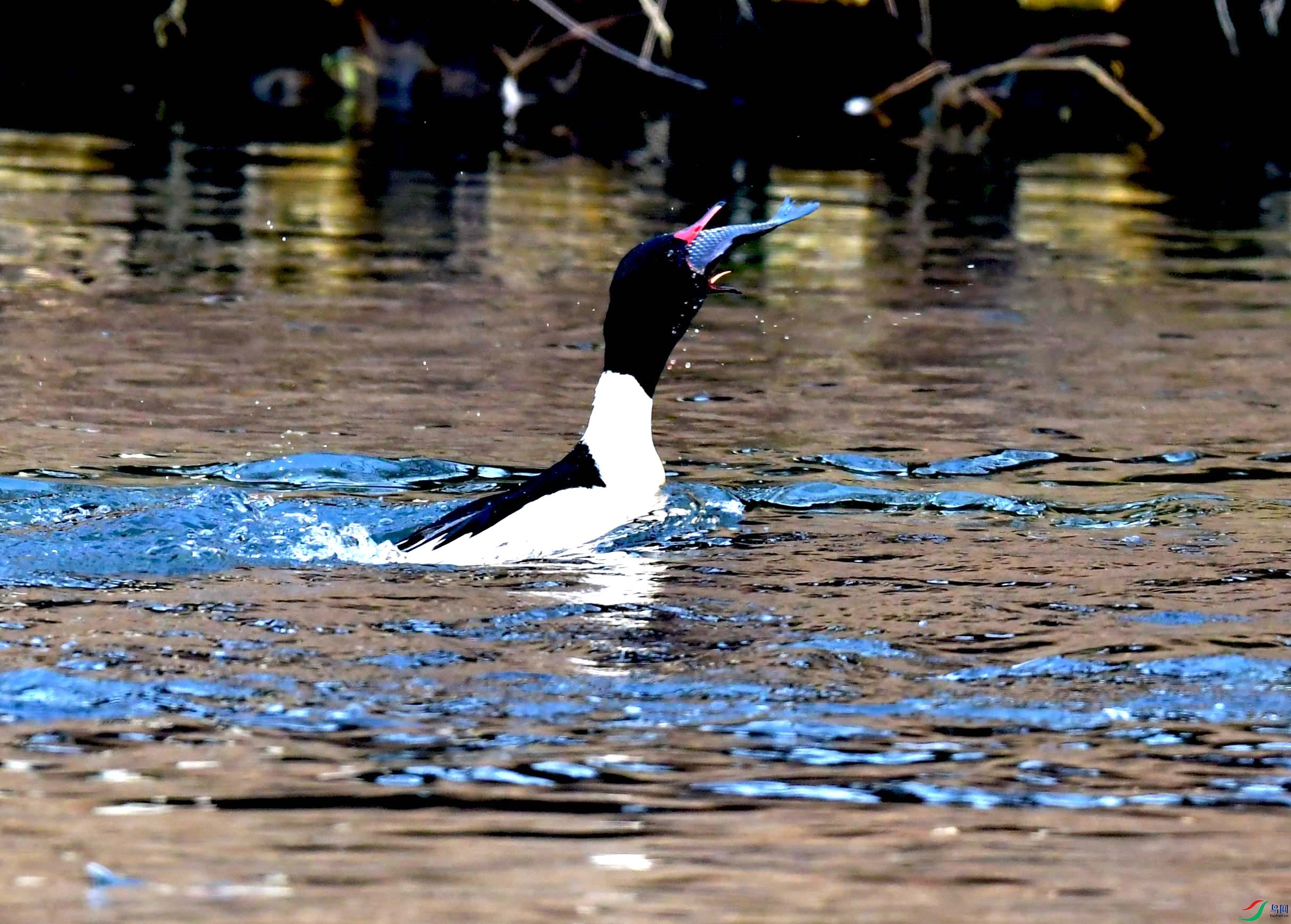 DSC_9596.JPG