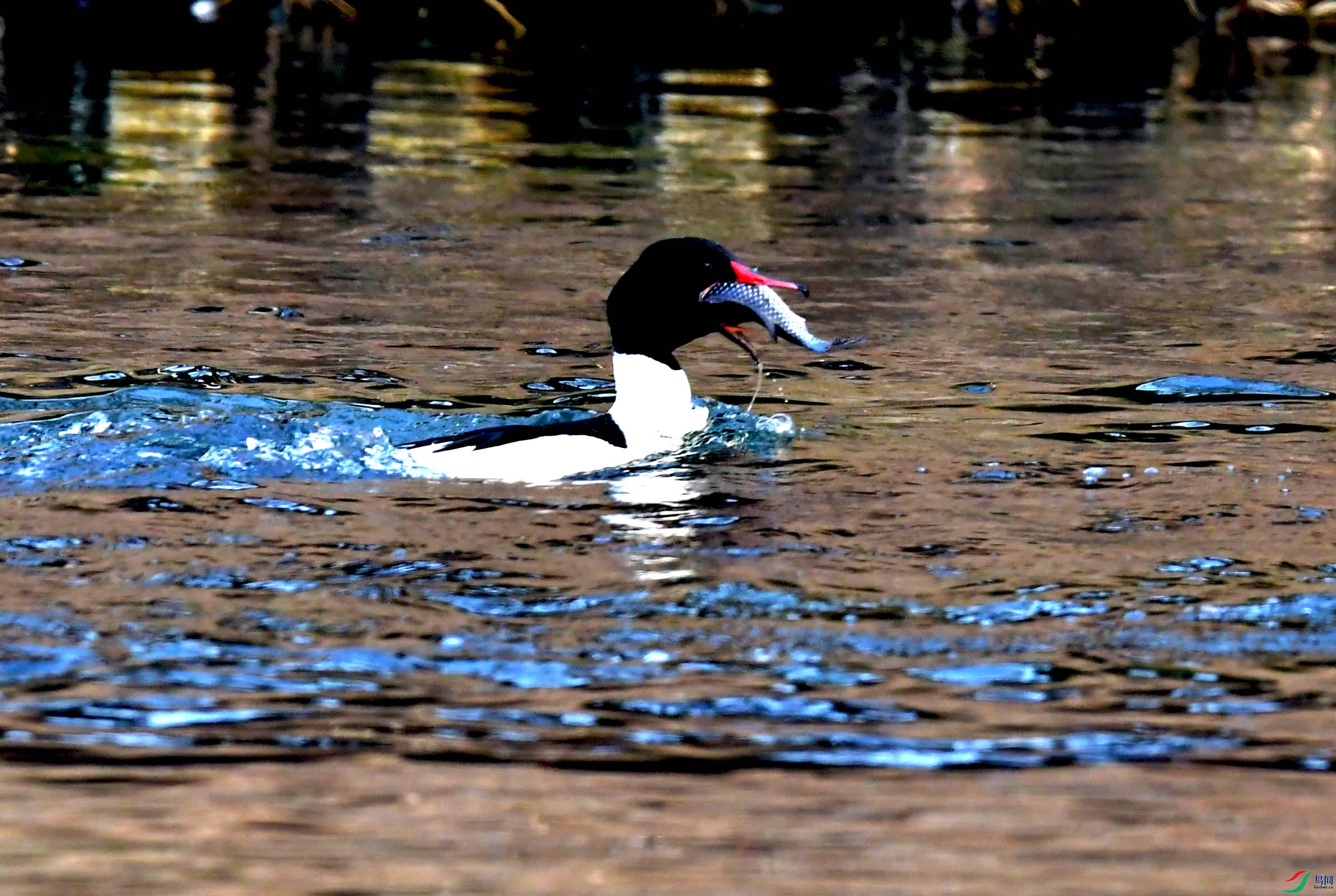 DSC_9599.JPG
