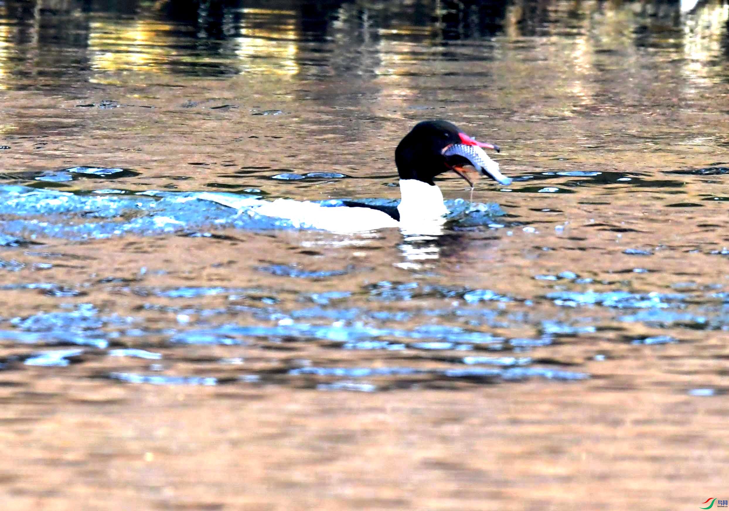 DSC_9601.JPG