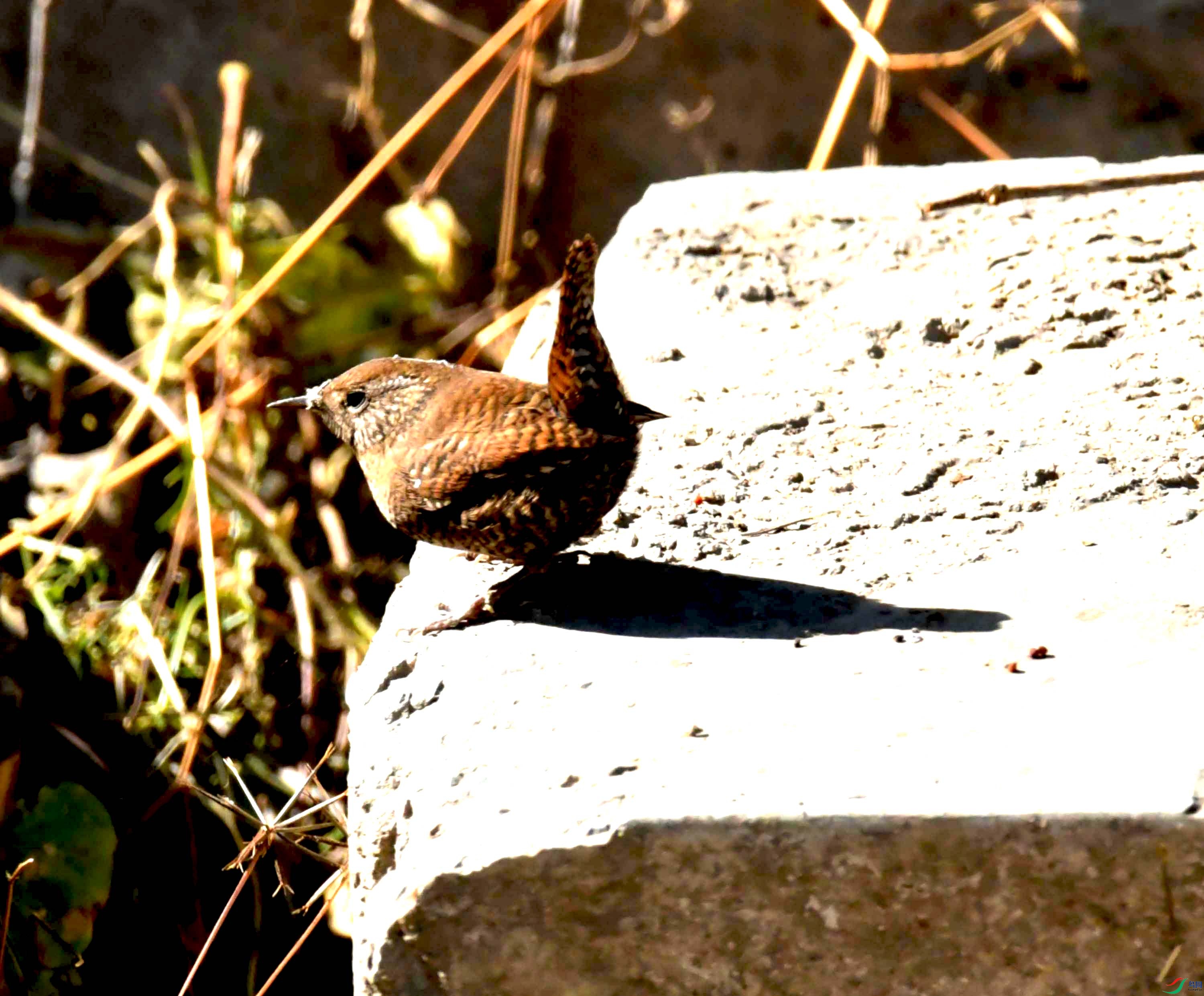 DSC_9613.JPG