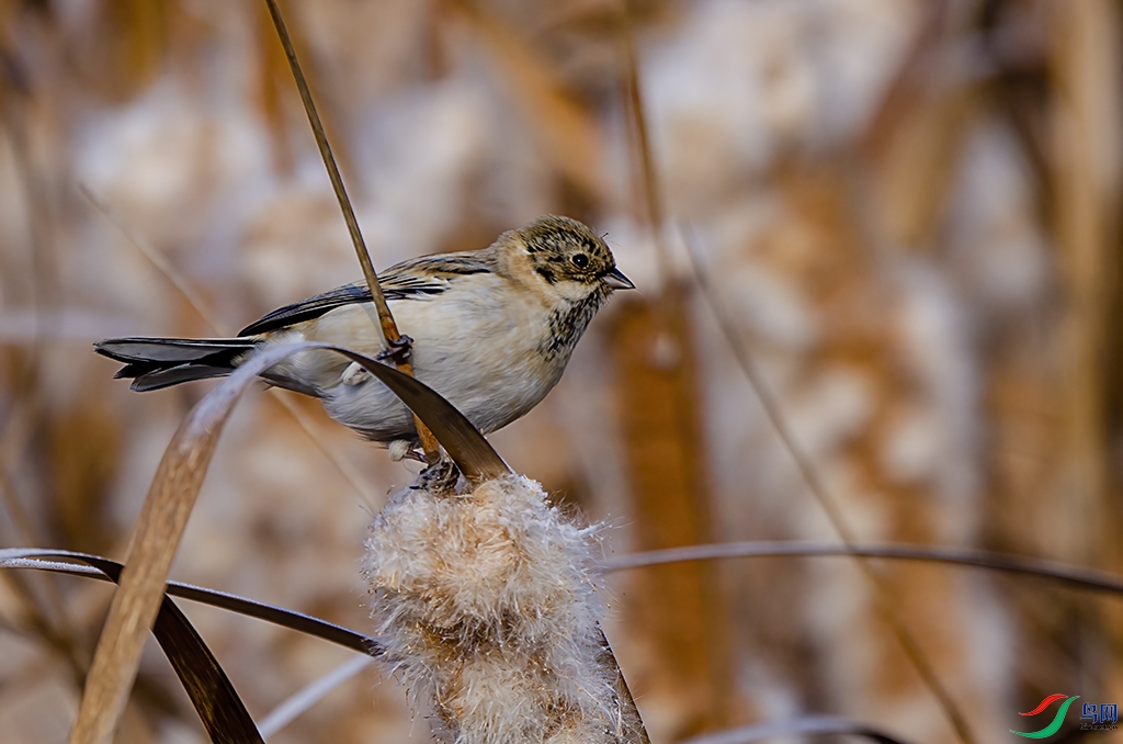 _FSC4635 - ����.jpg