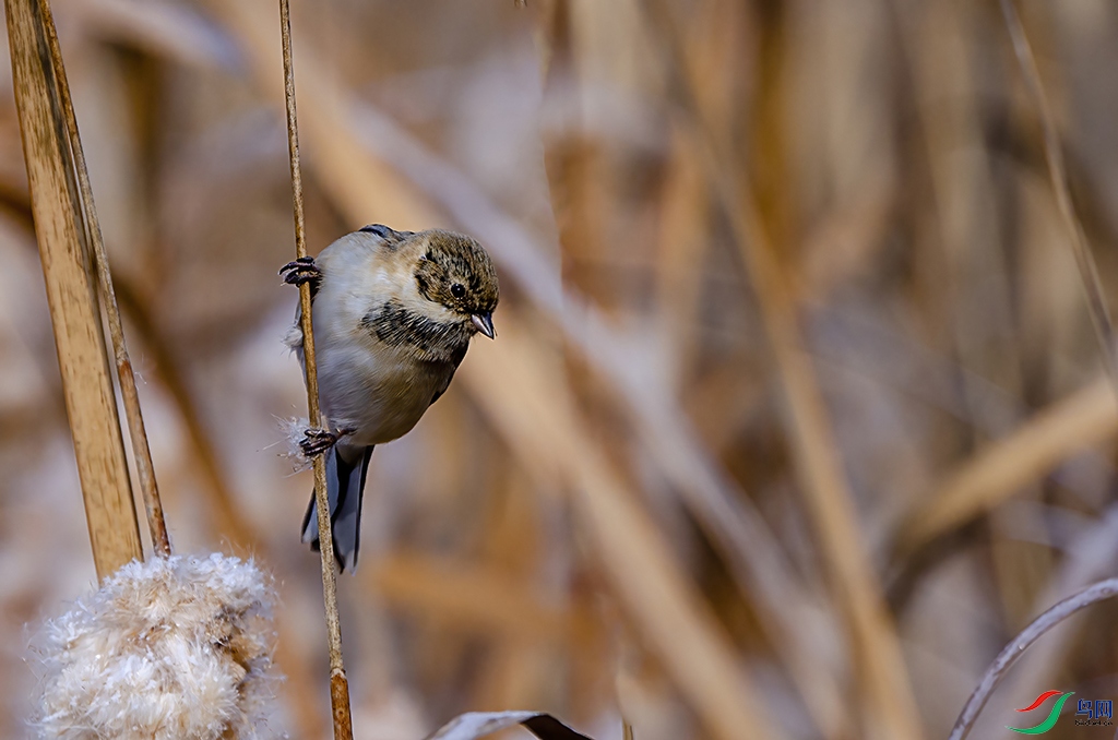 _FSC4649 - ����.jpg
