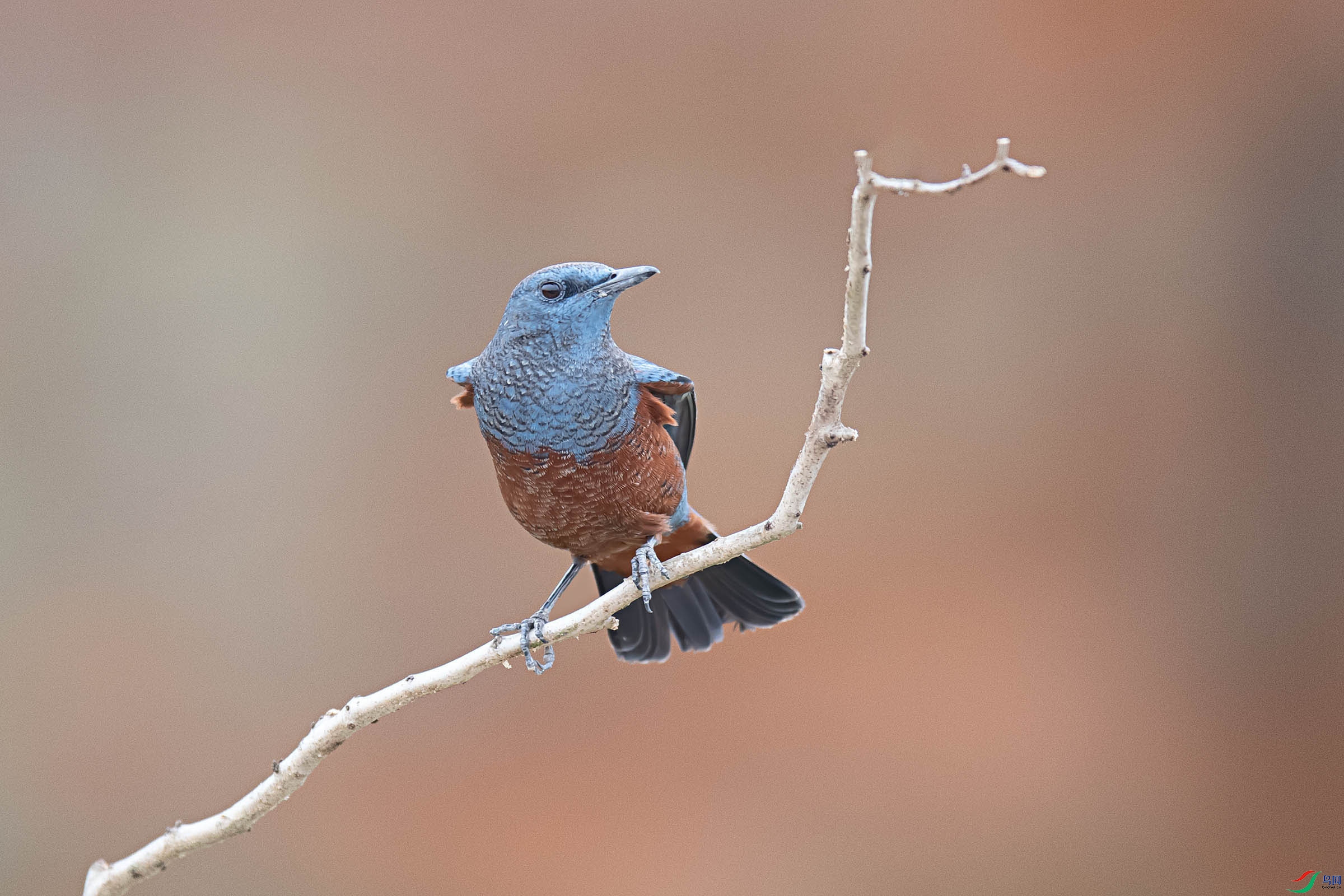 DSC_ps8124.jpg