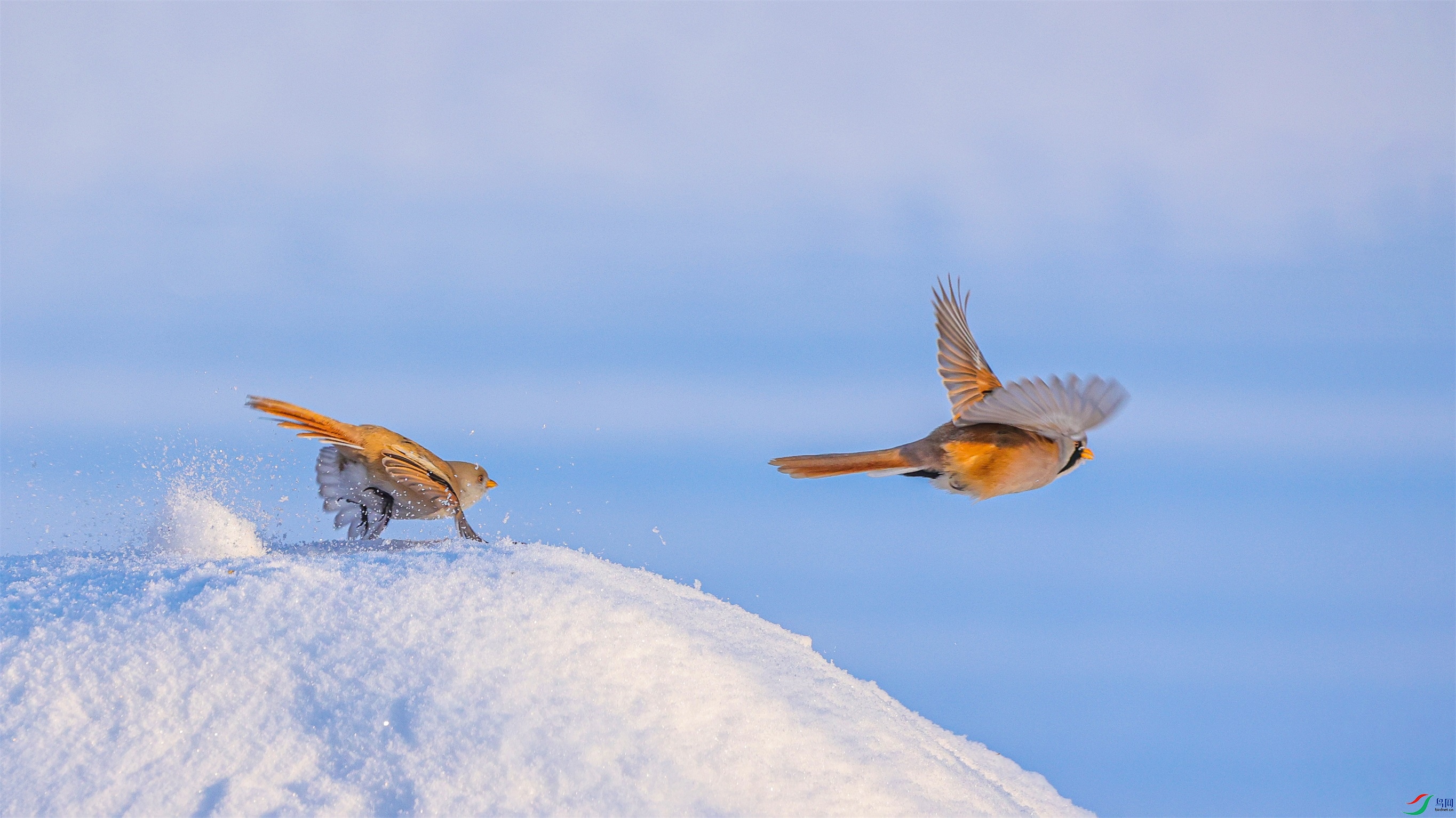 1K3A0064 ����1.jpg