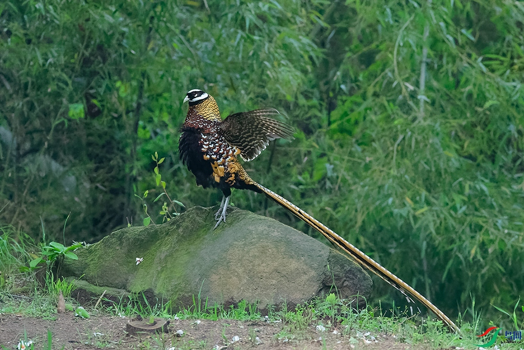 DSC_9761_DxOa.jpg