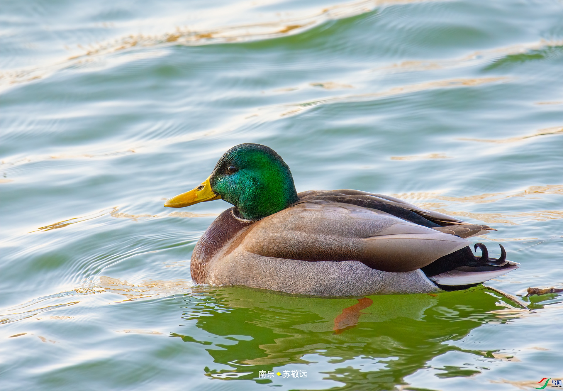 _DSC3696С.jpg