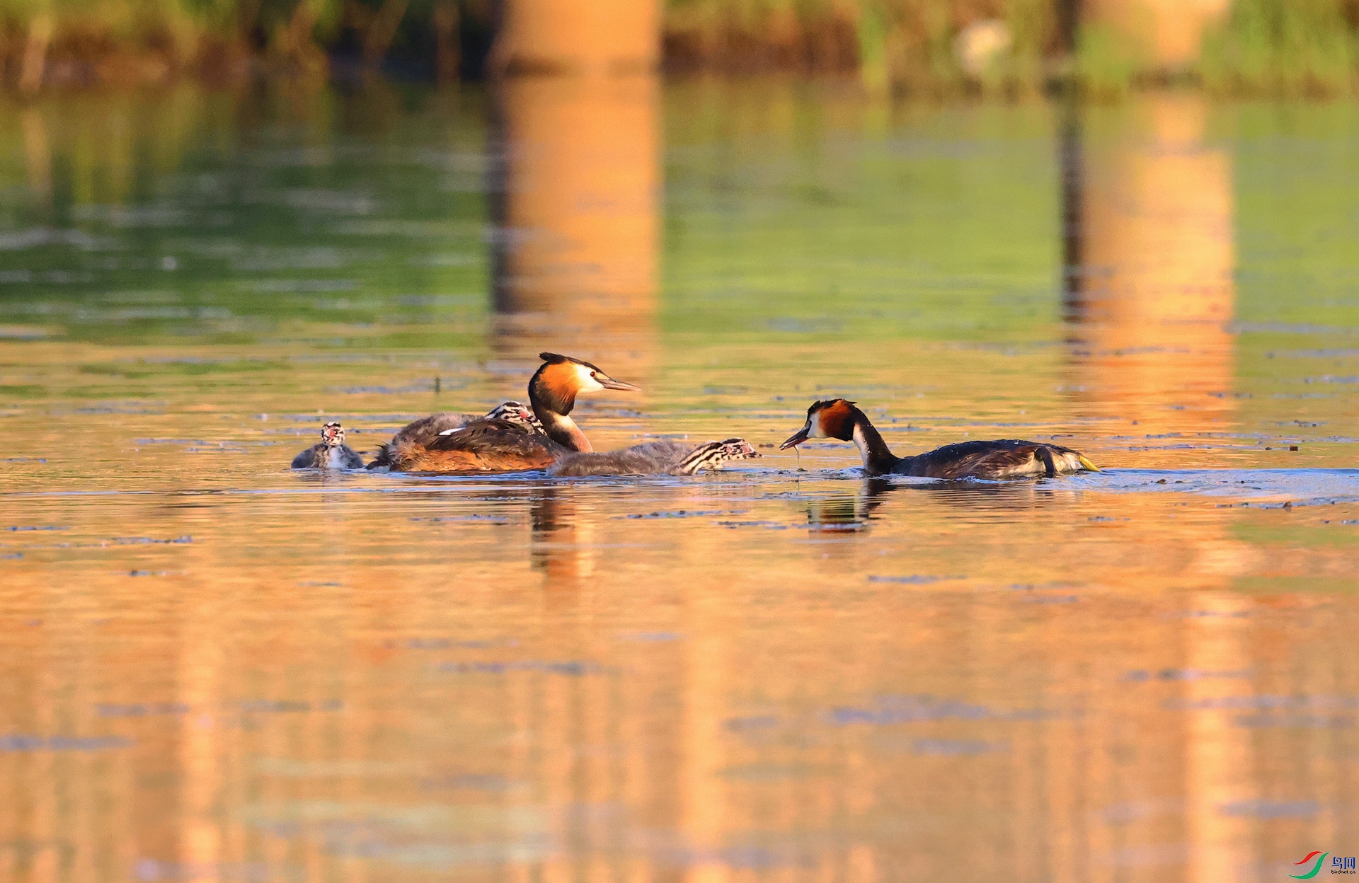 ��ͷ����