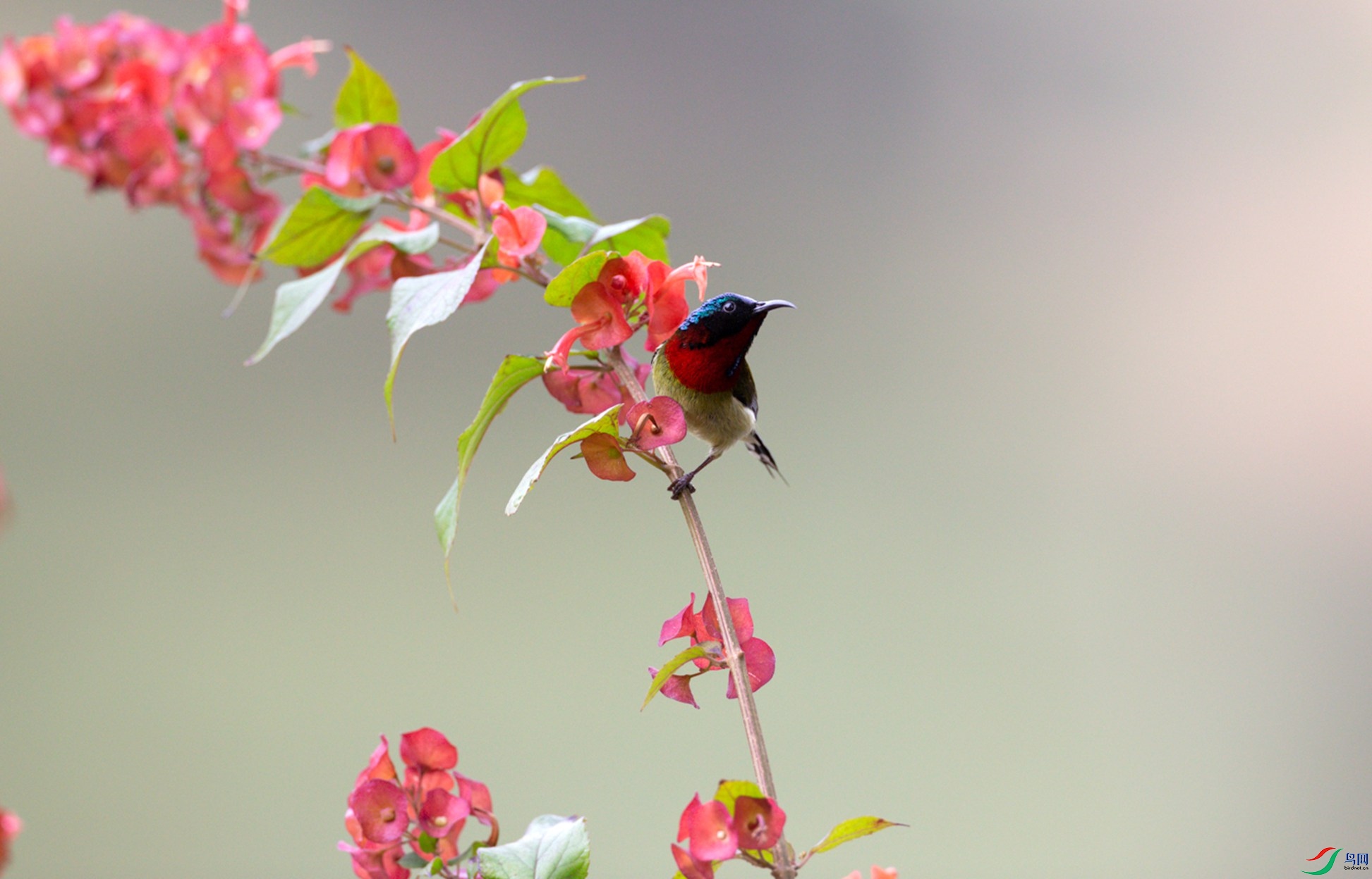 ��β̫����