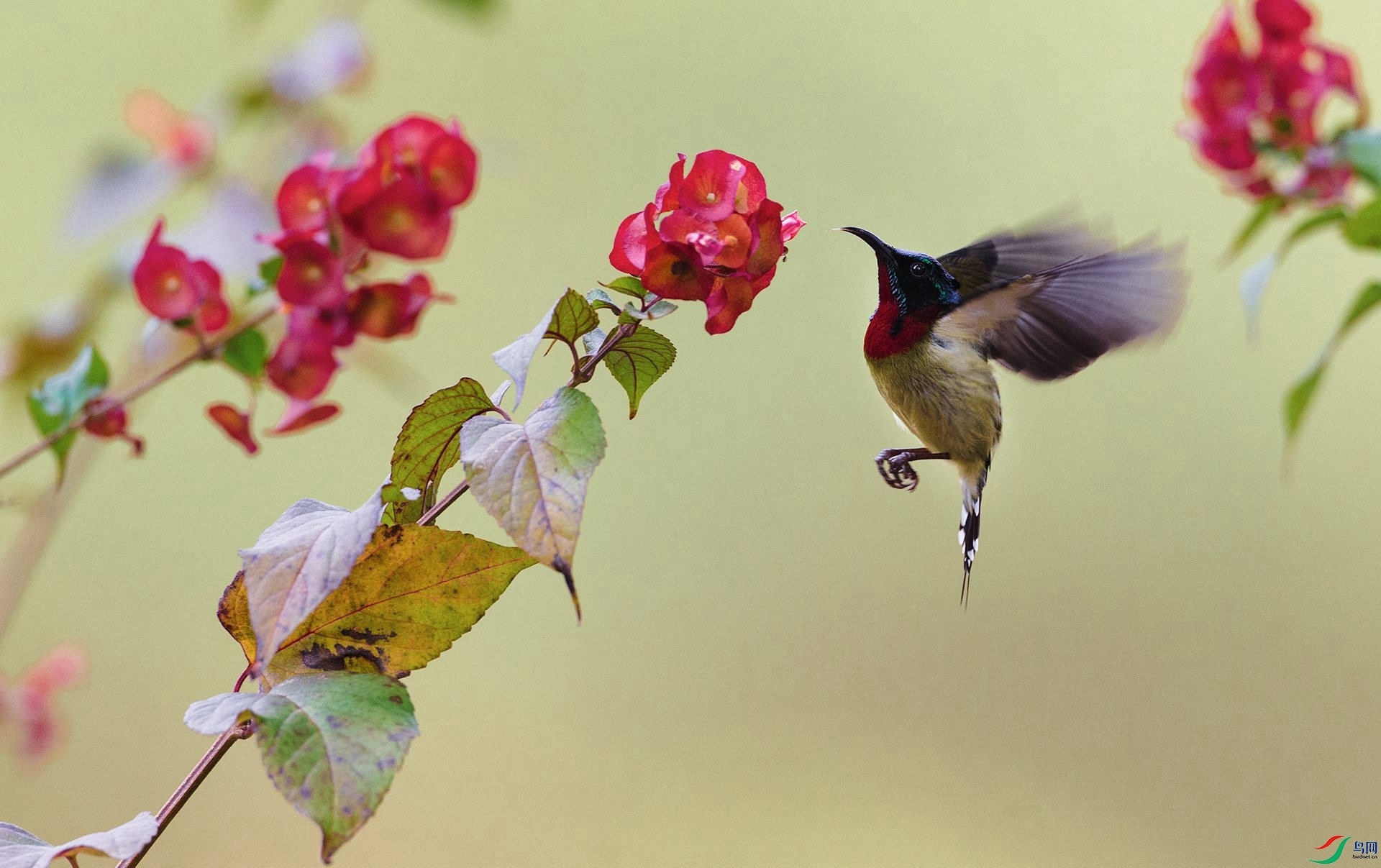 ��β̫����