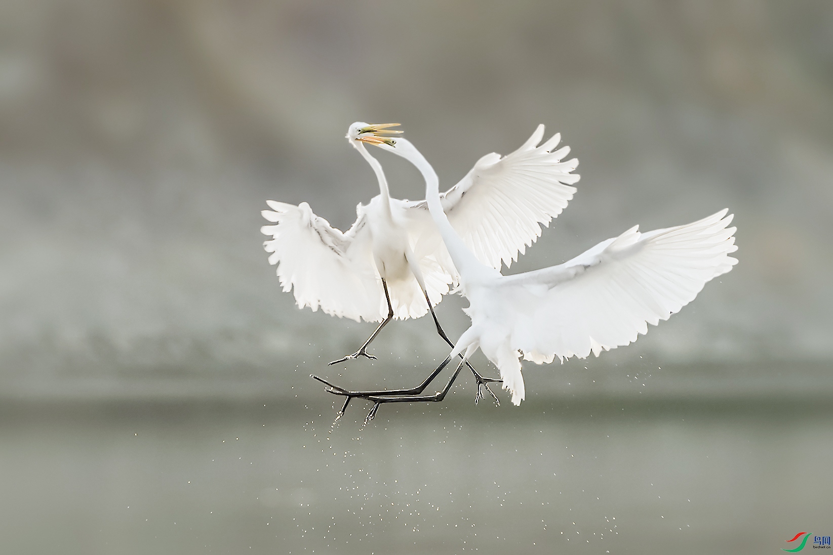 _ZZX0371 ���� 2.jpg