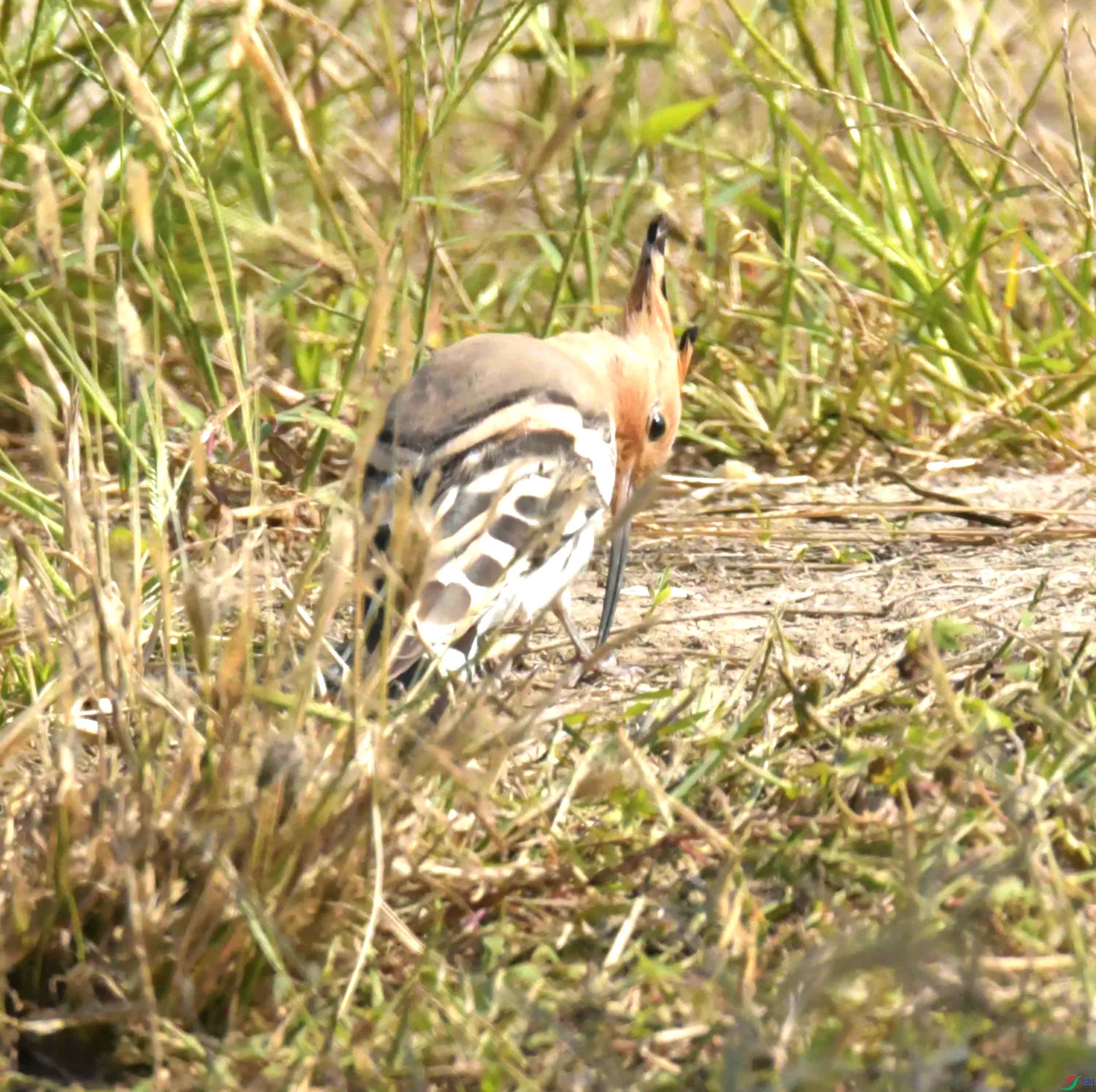 DSC_6585.JPG