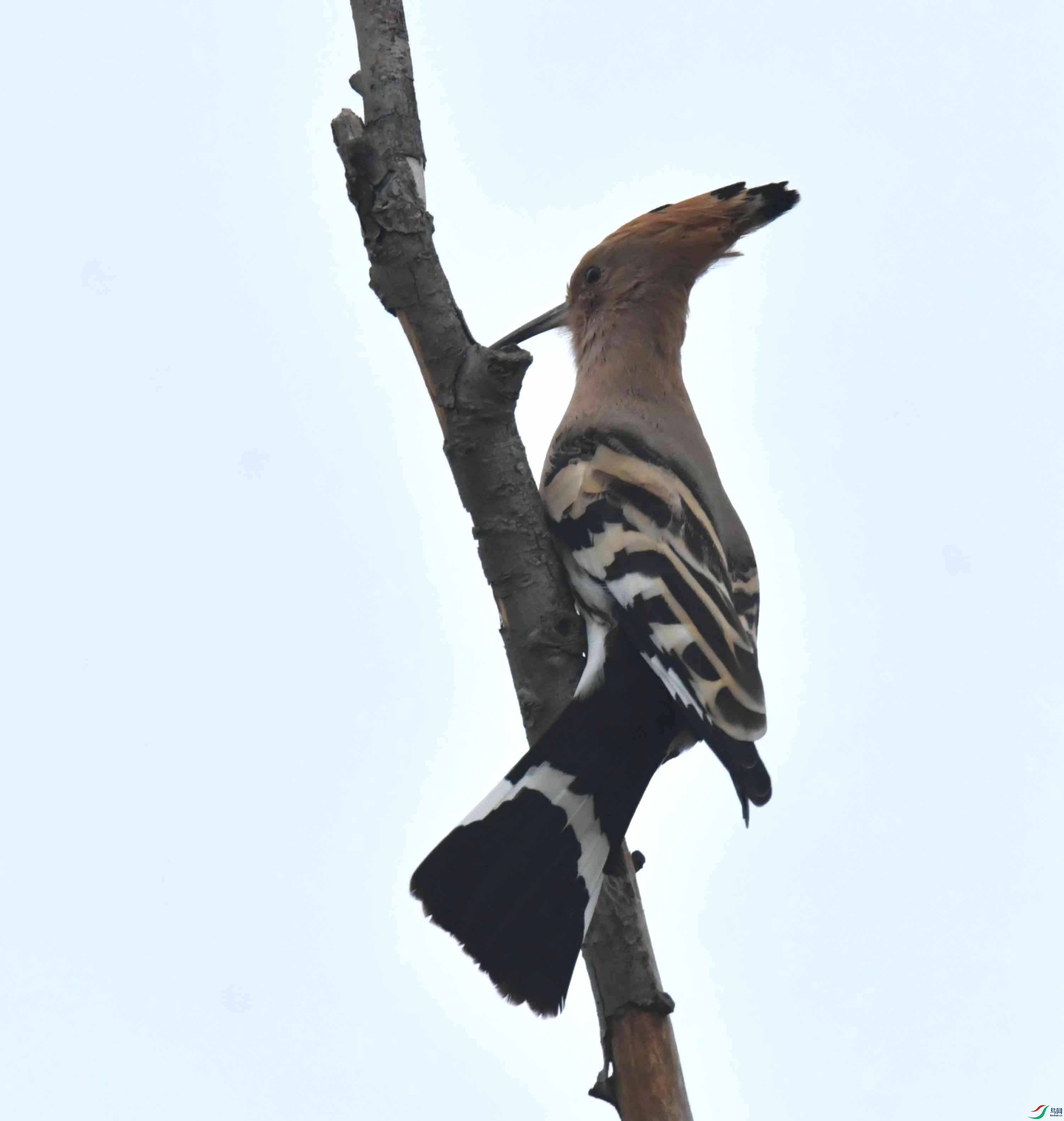 DSC_6774.JPG