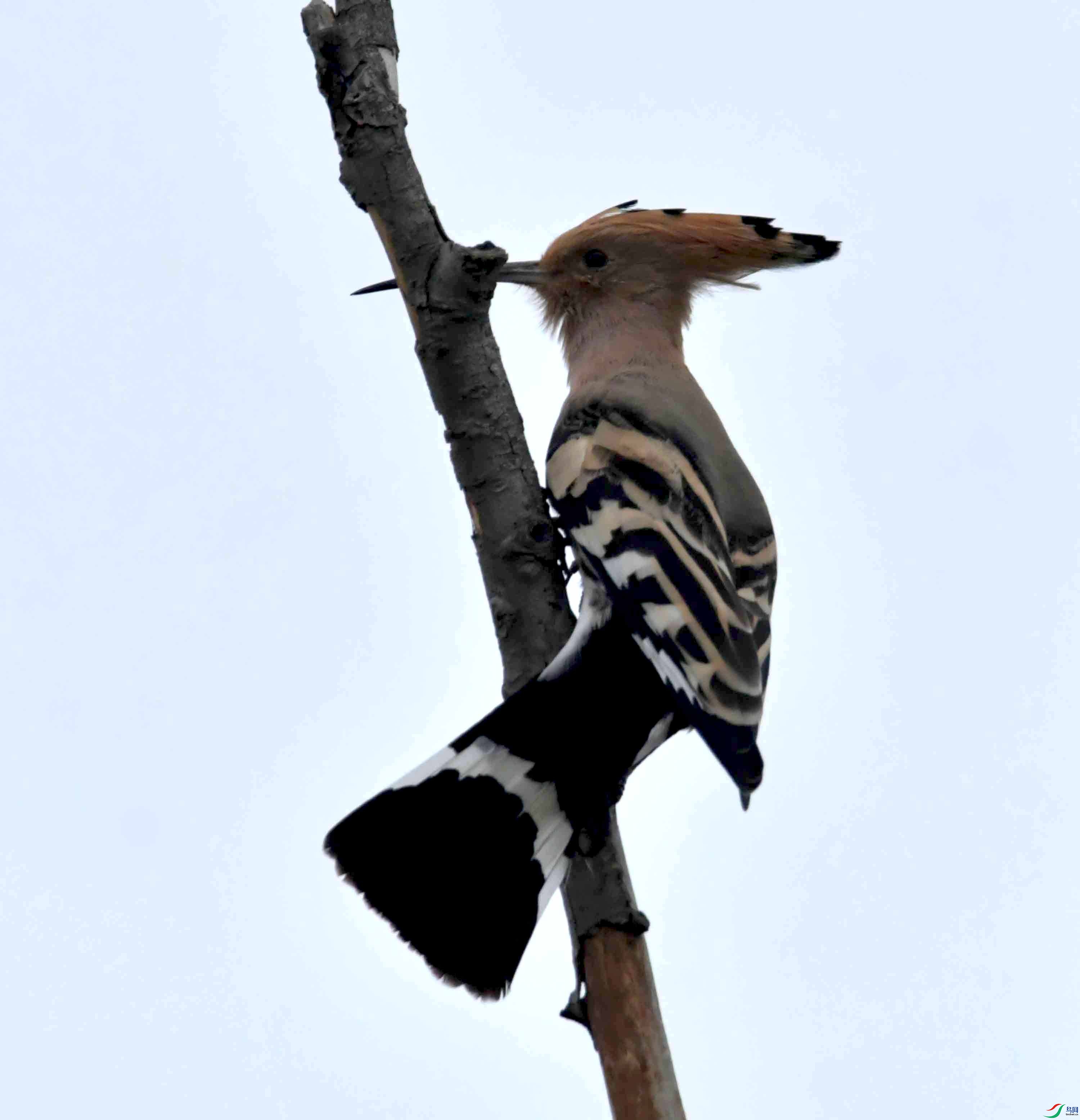 DSC_6781.JPG