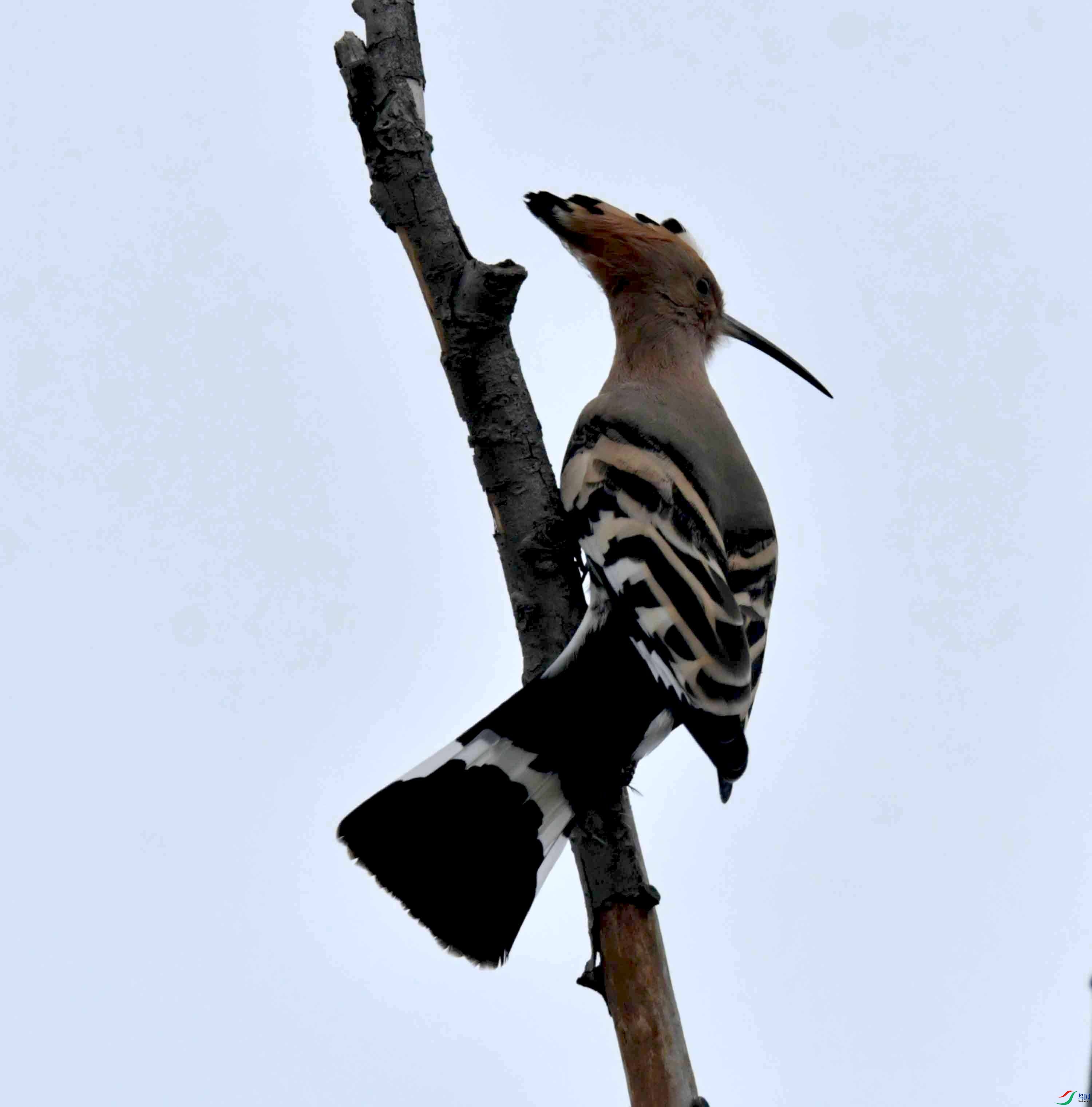 DSC_6787.JPG