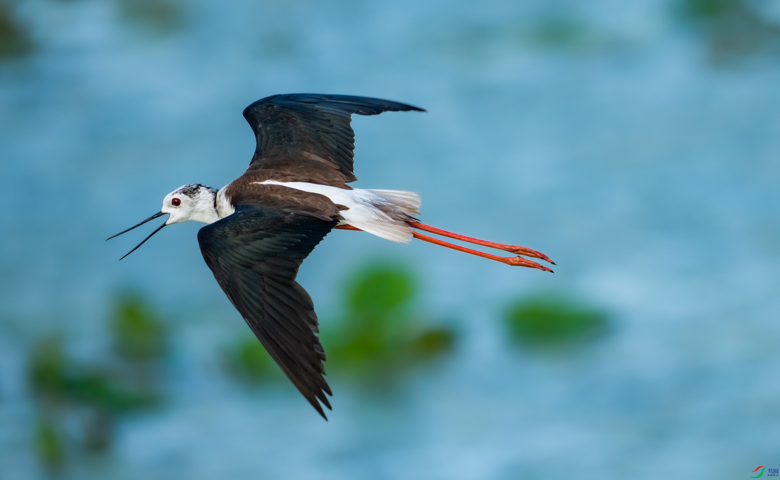 �ڳ᳤����