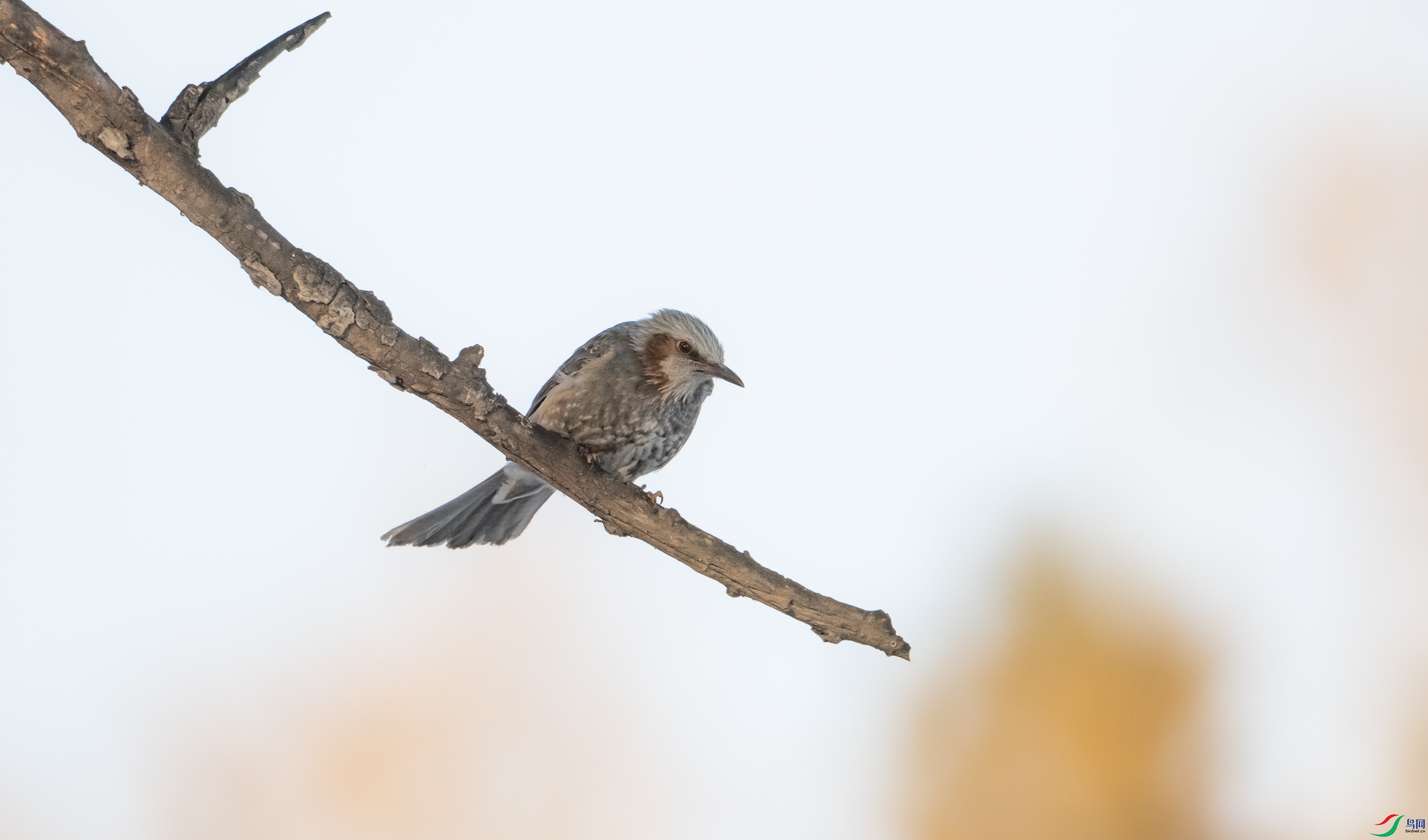 �����̽���