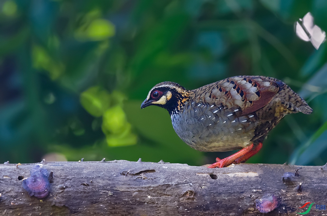 DSC_6301_DxOa.jpg