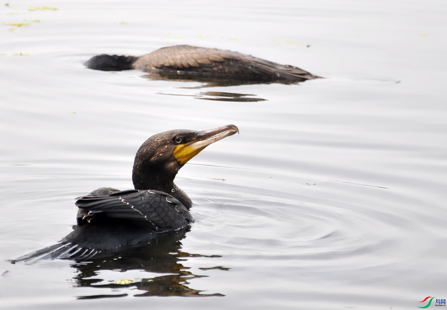 DSC_0477_conew1.jpg