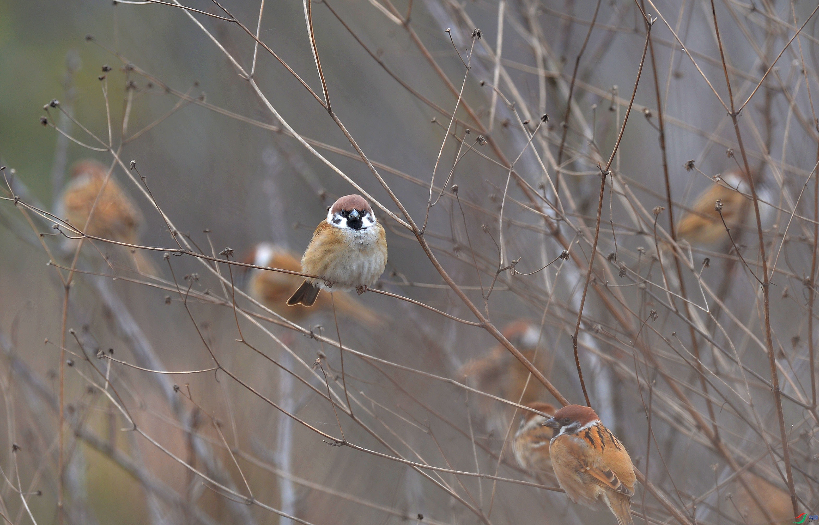 DSC_6219.jpg