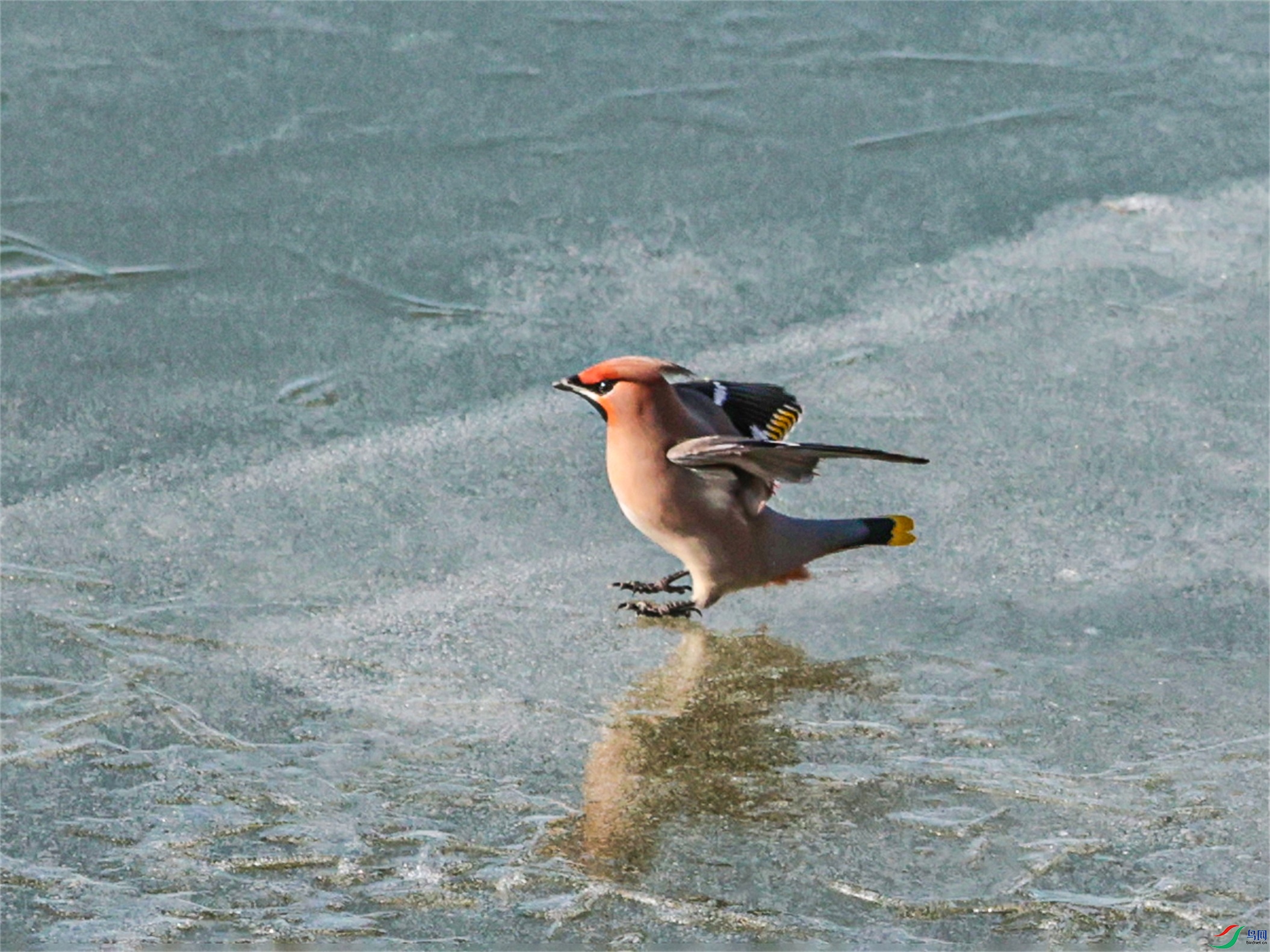 1K3A9508 ����1.jpg