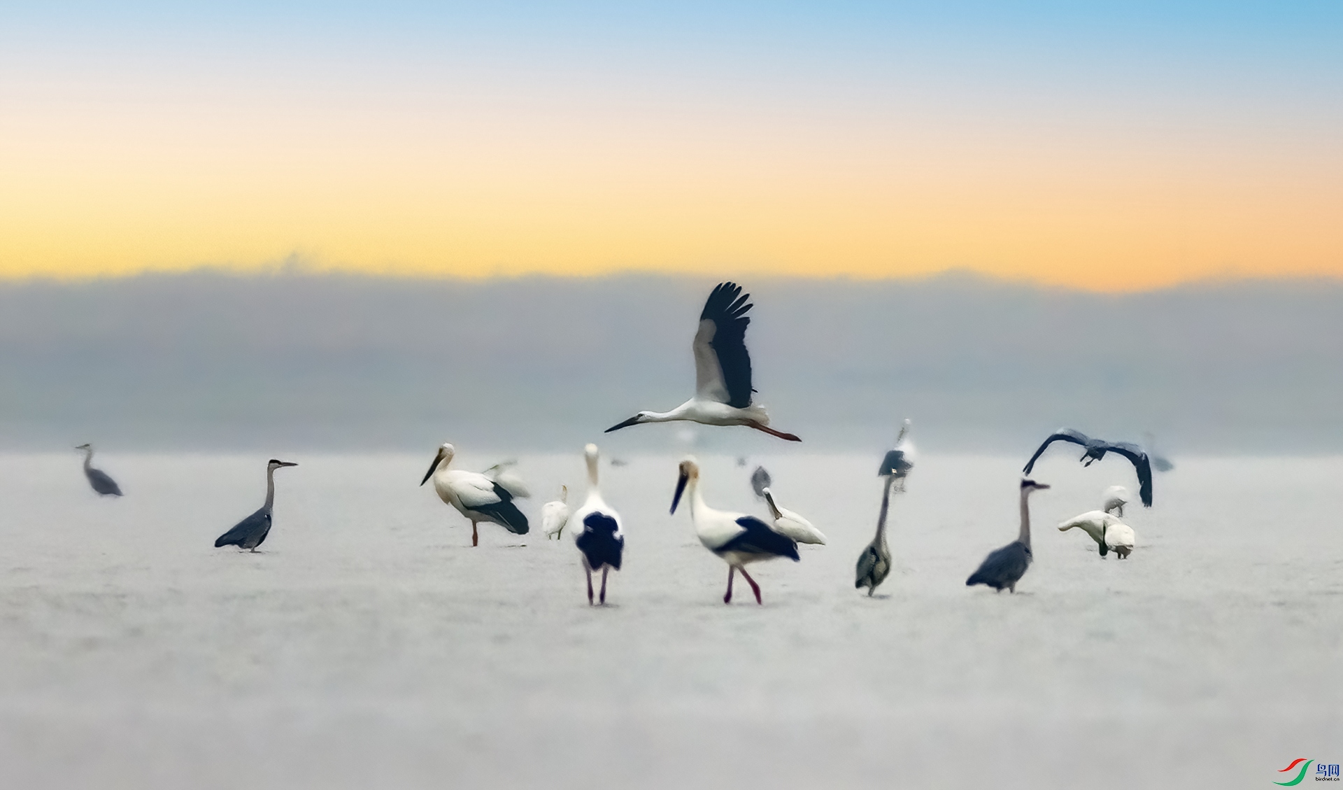 407A0267----1 -DeNoiseAI-severe-noise.jpeg