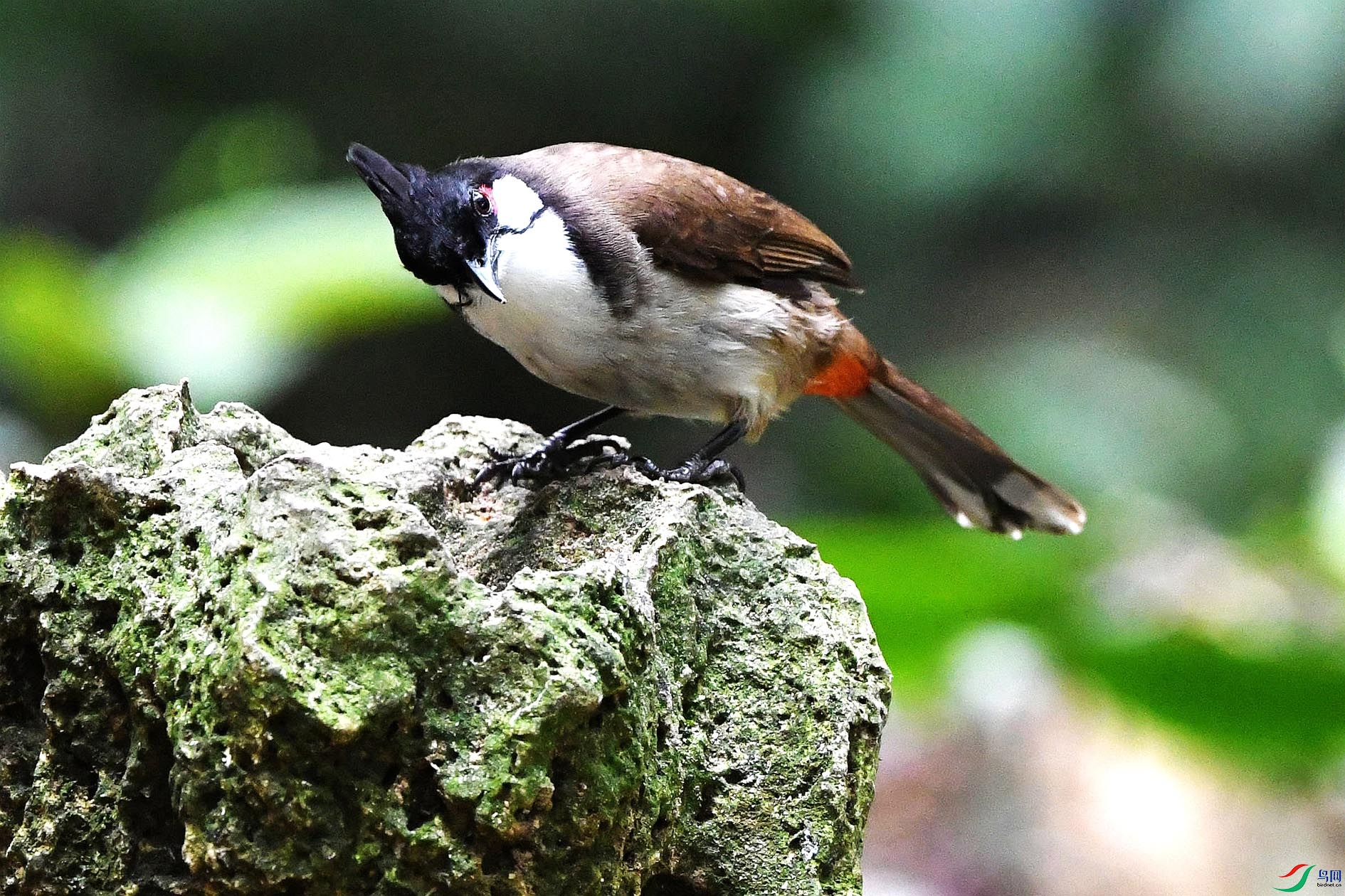 NIKON D5001538_����.jpg