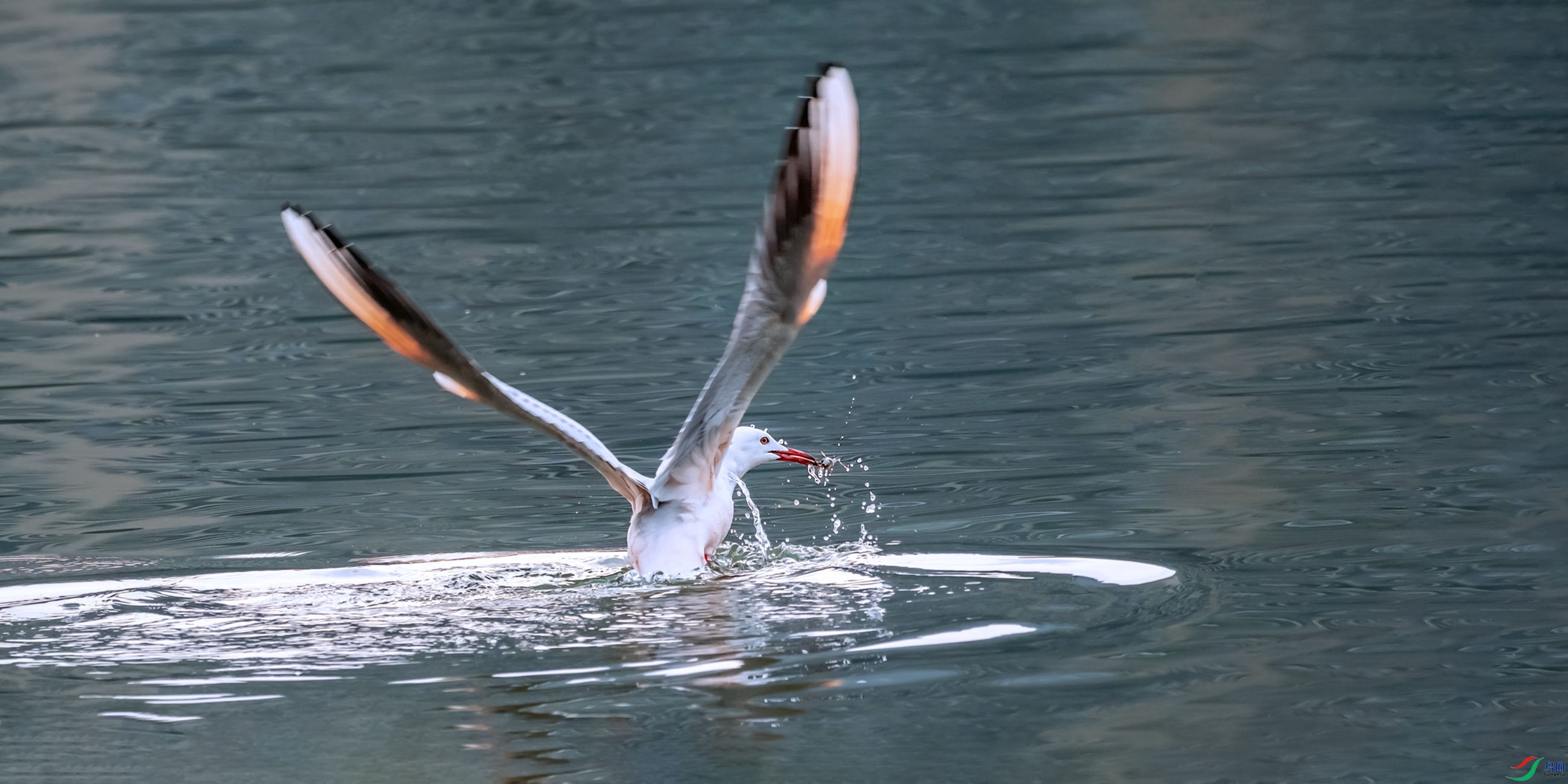 ϸ��Ÿ����