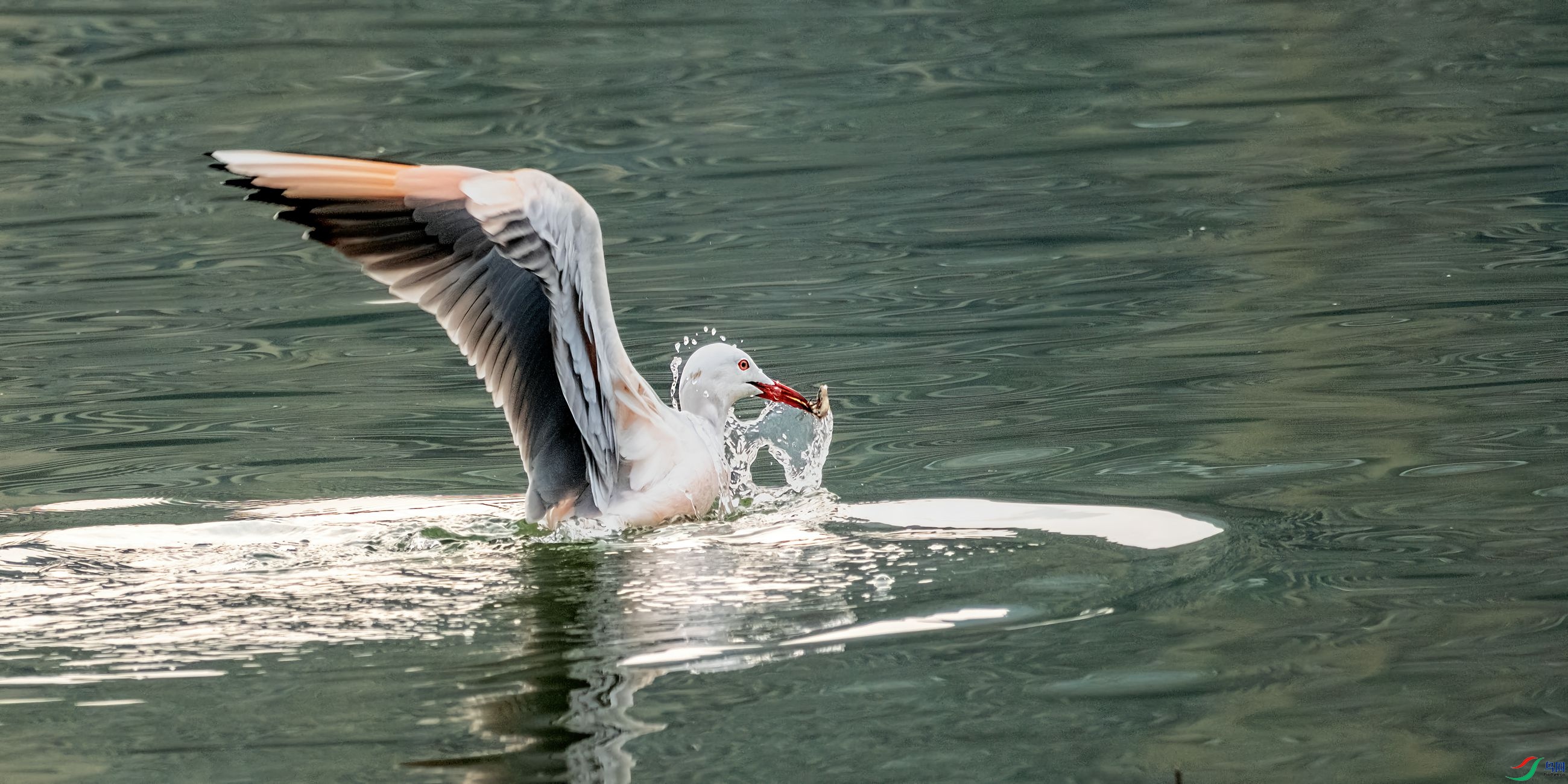 ϸ��Ÿ����