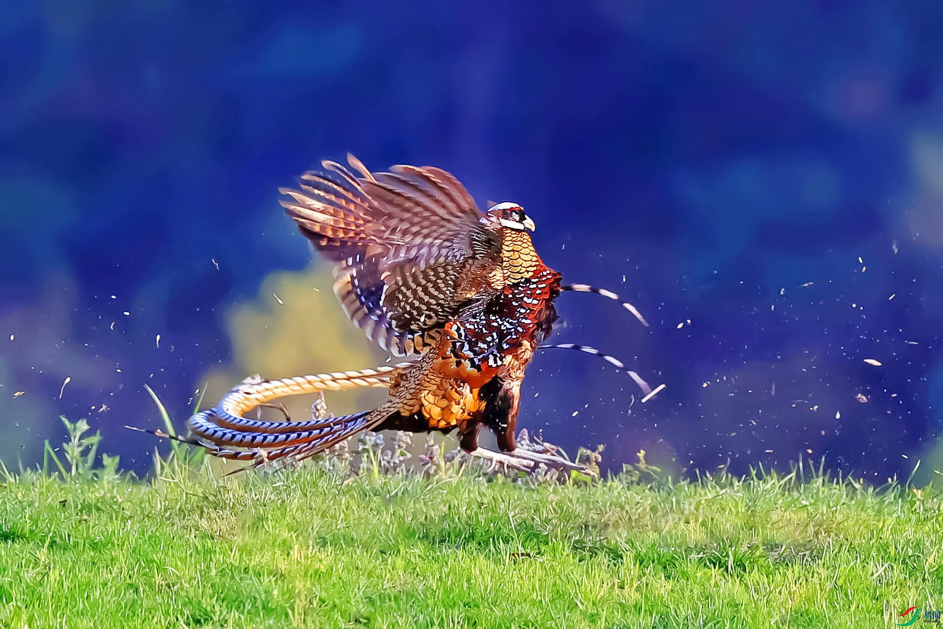 �׹ڳ�β��188����-1.jpg