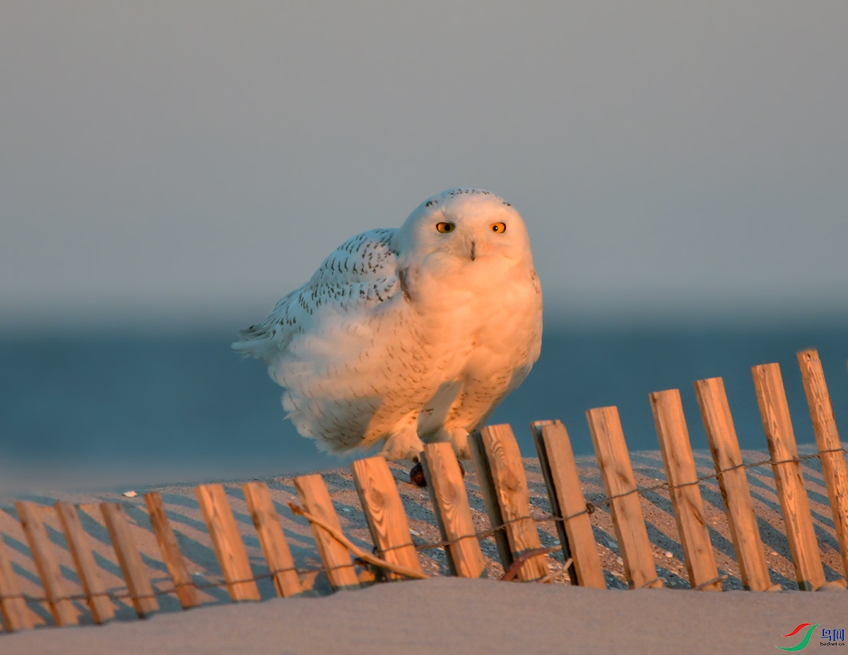 DSC_1621 - ����.JPG