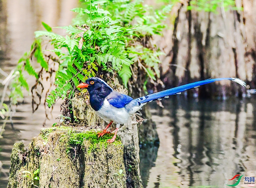 Picture 517153311.jpg