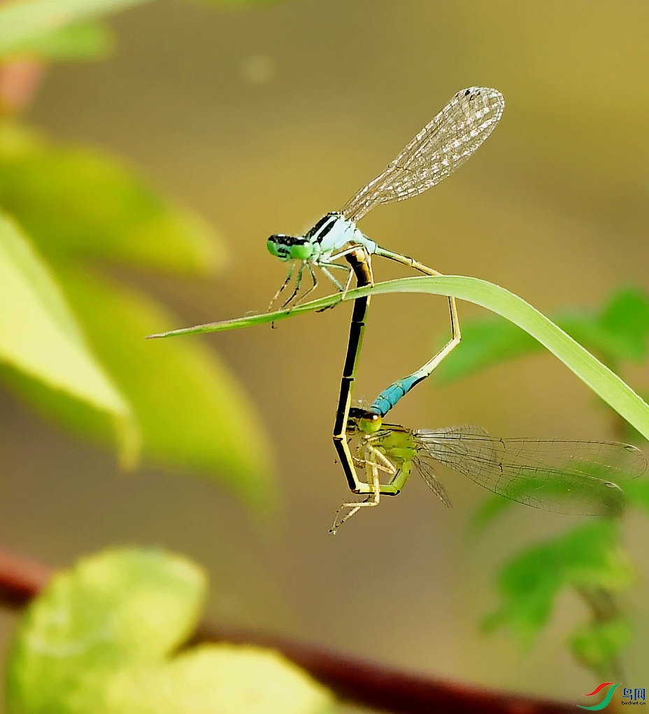 DSC_8317_conew1.jpg
