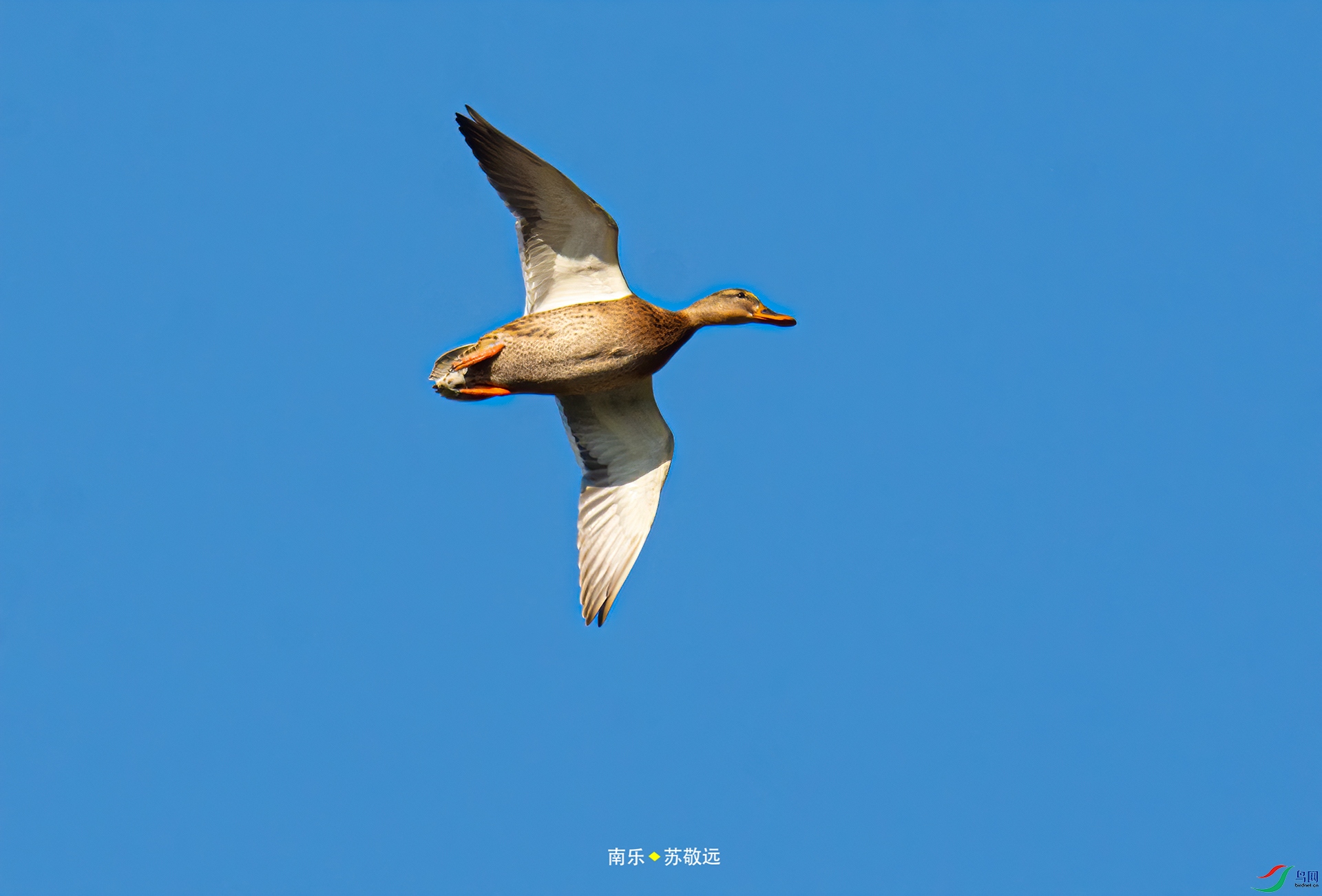_DSC3462С.jpg