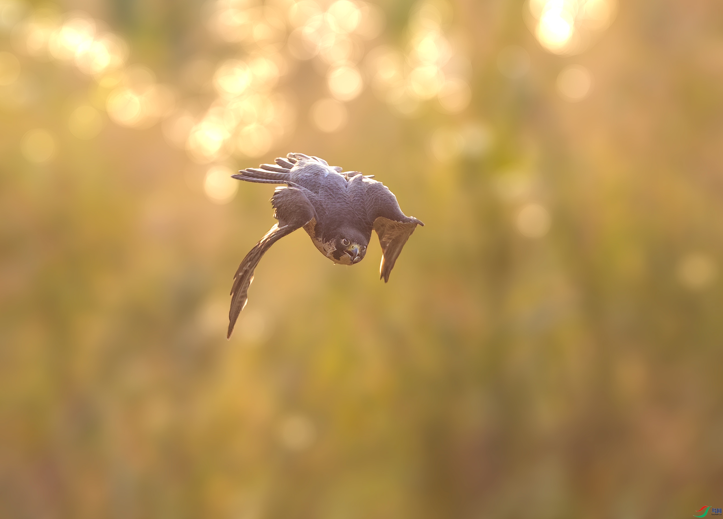 _Z7A2293-����13.jpg