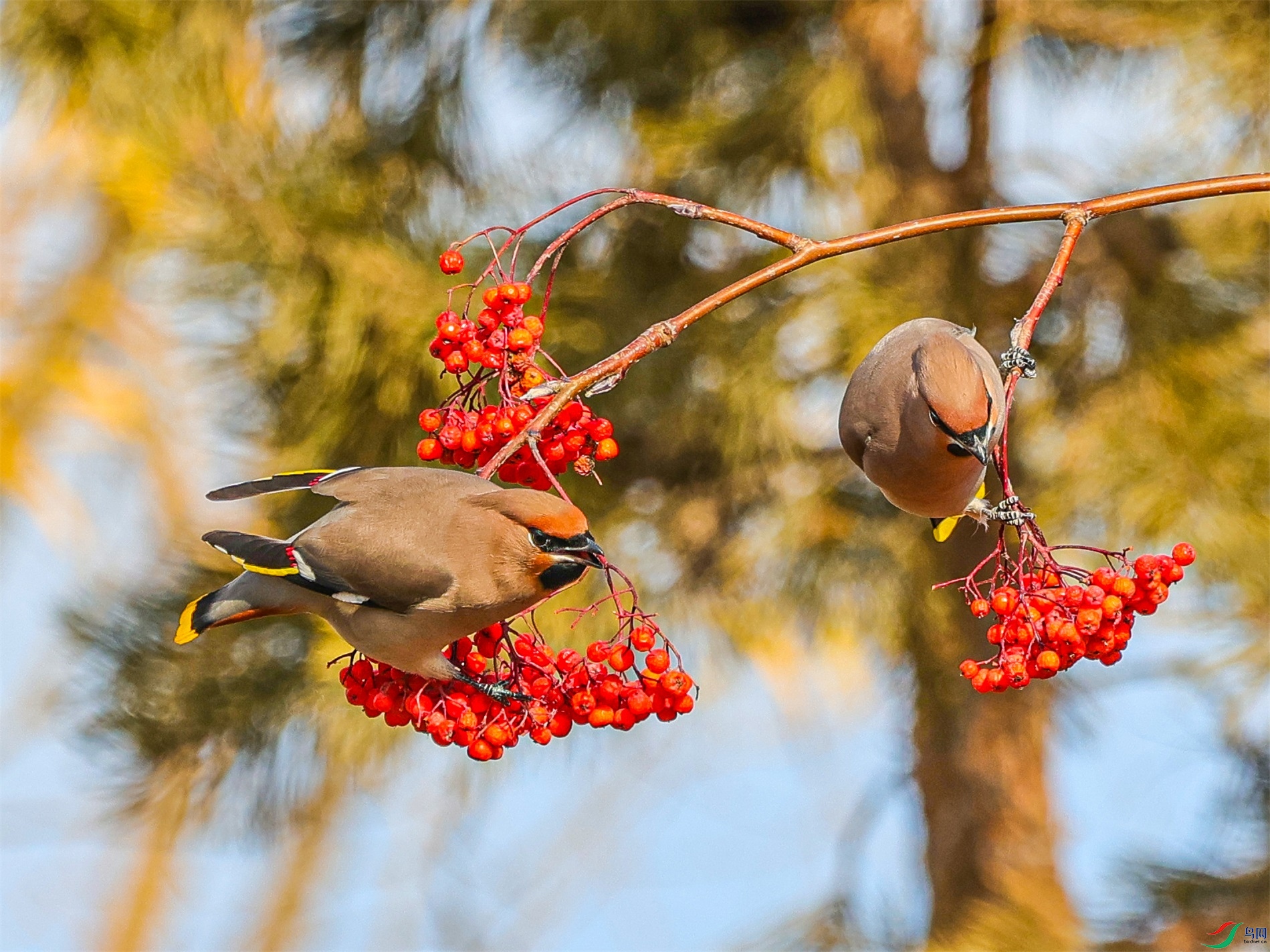 1K3A4668 ����1.jpg