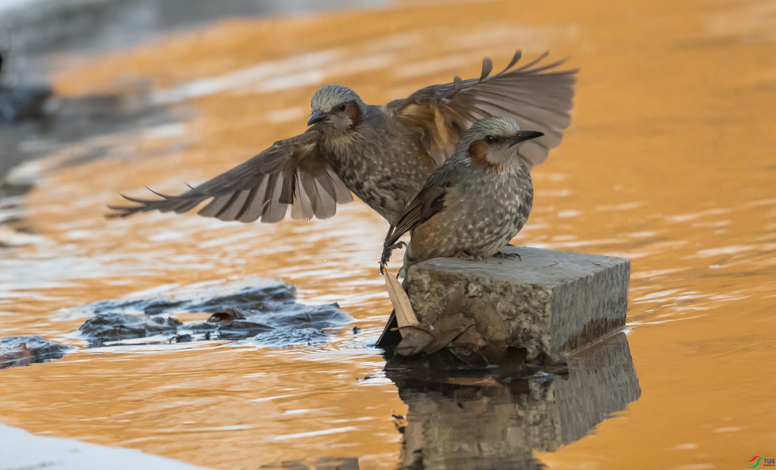 �����̽���