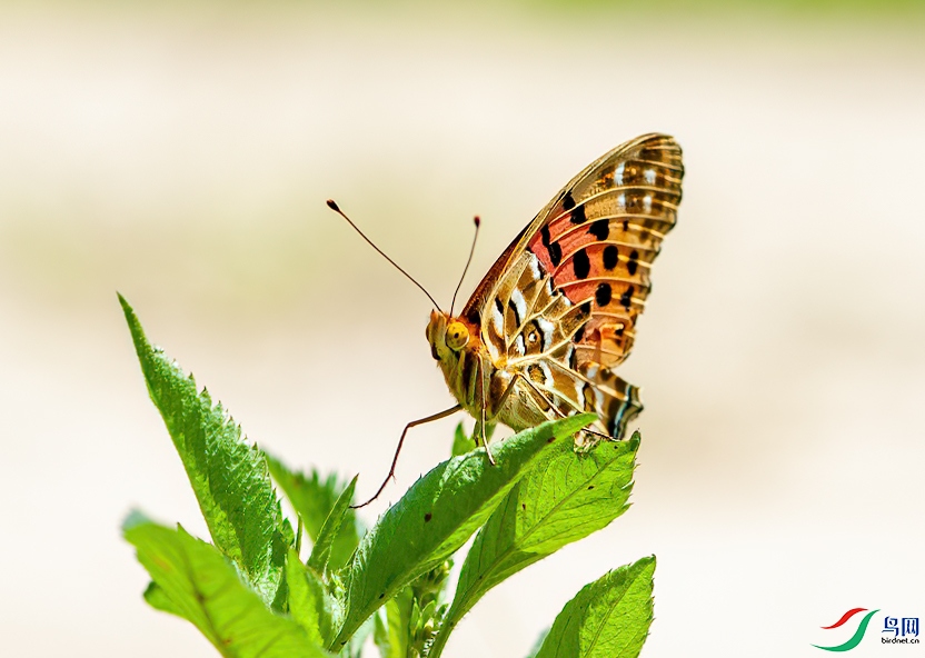 DSC_1525-1.jpg