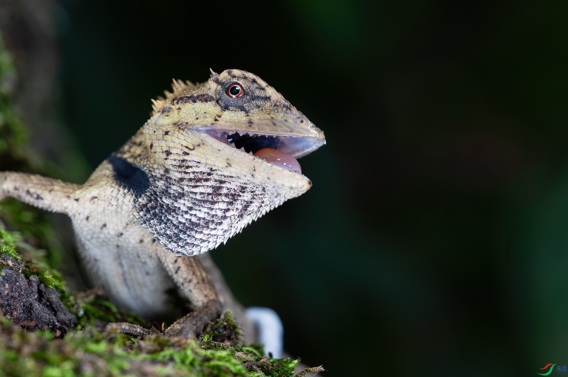 DSC_9996-1.jpg