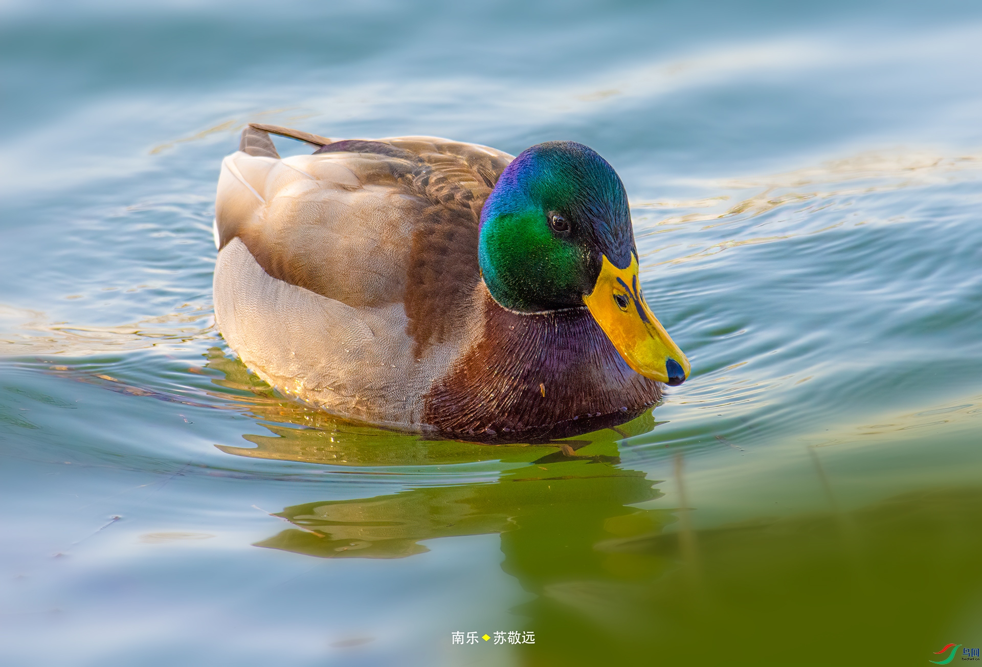 _DSC3703С.jpg
