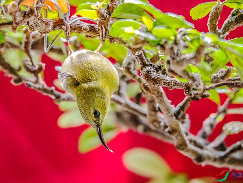 Picture 1093327312.jpg