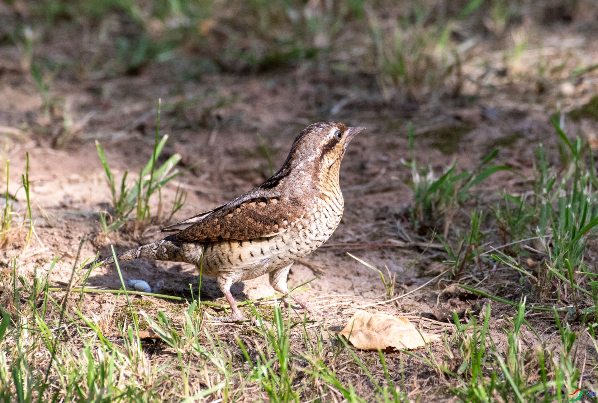 DSC_5317.jpg