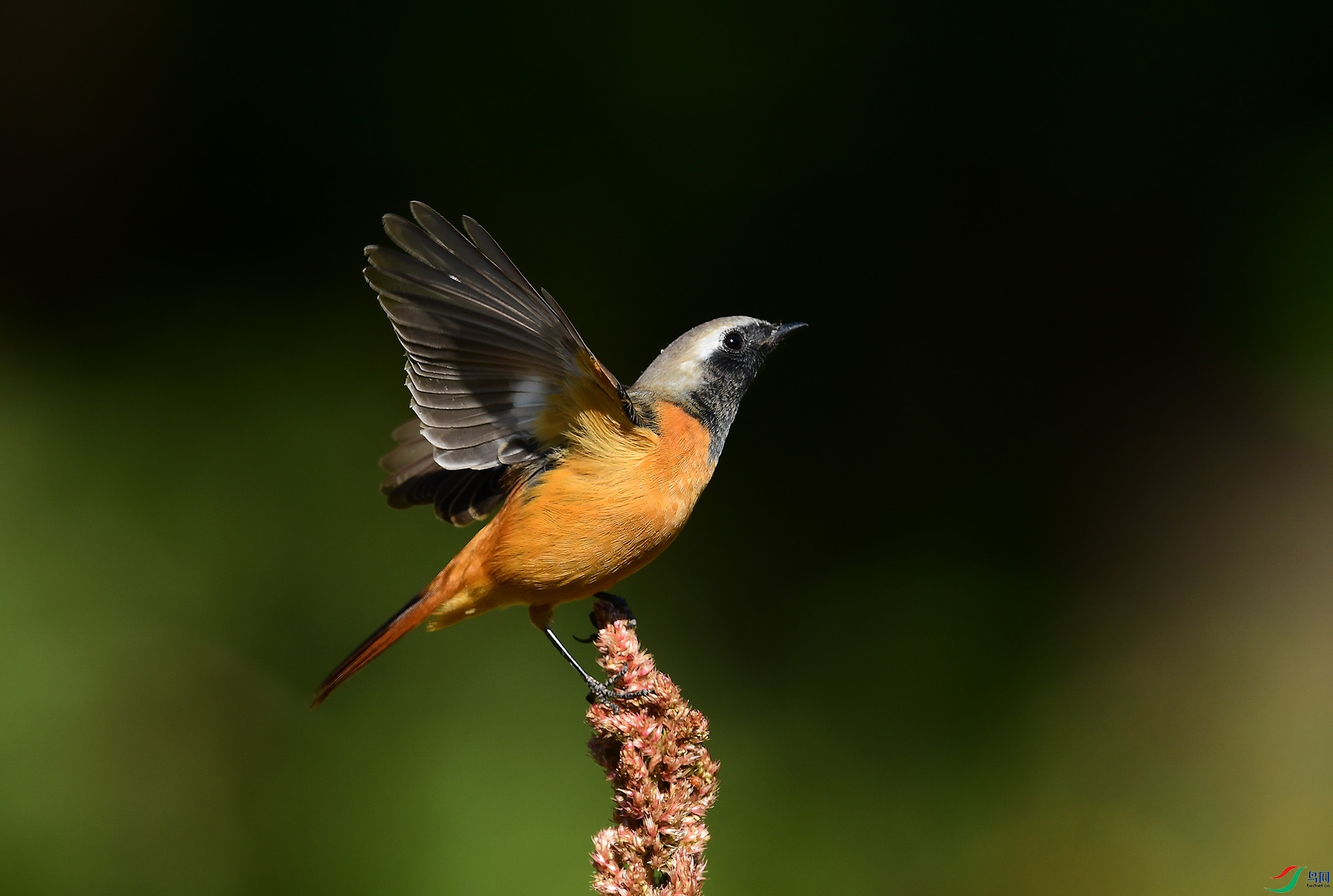 DSC_3343.jpg