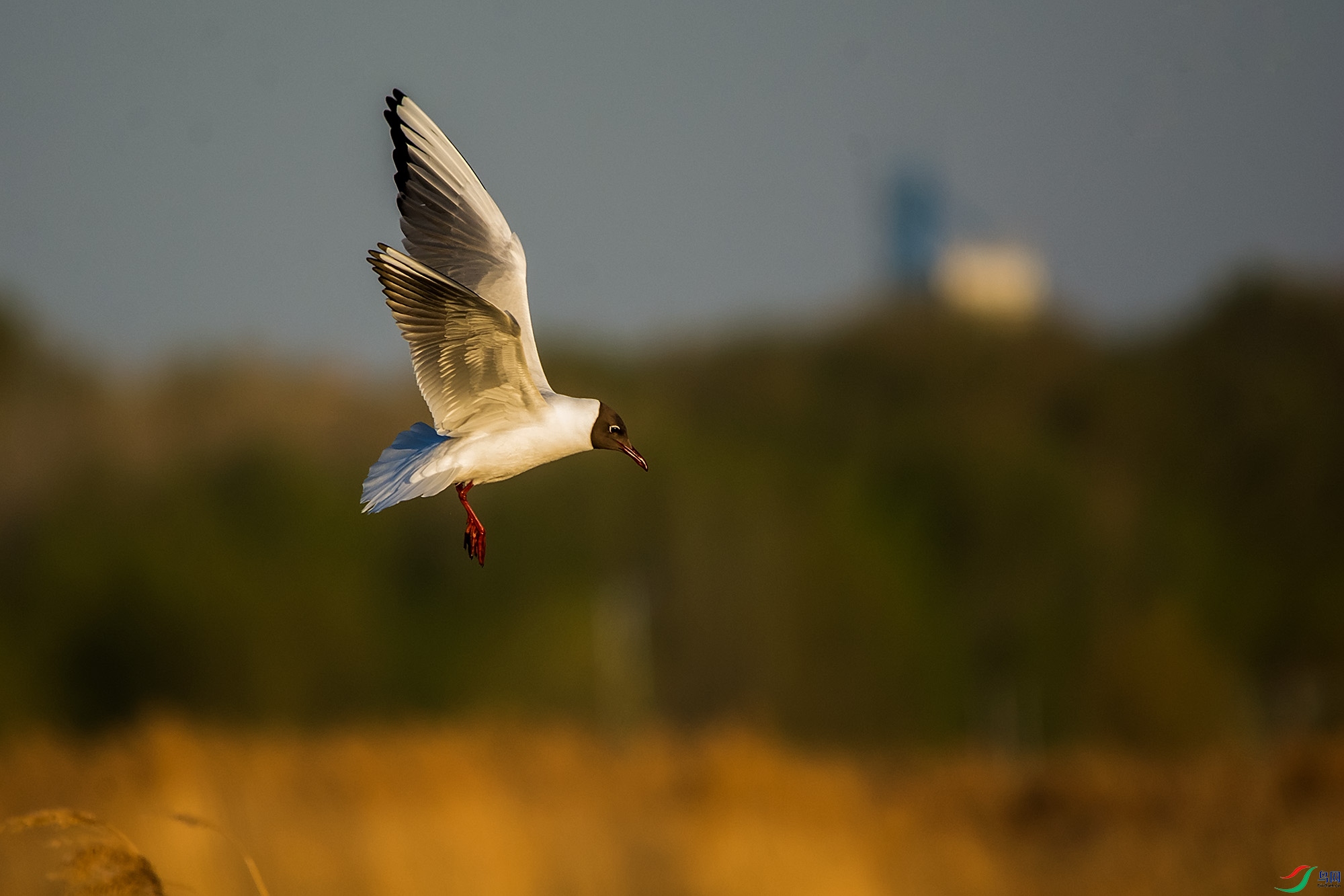 hn2018.05.03DSC_5530.jpg